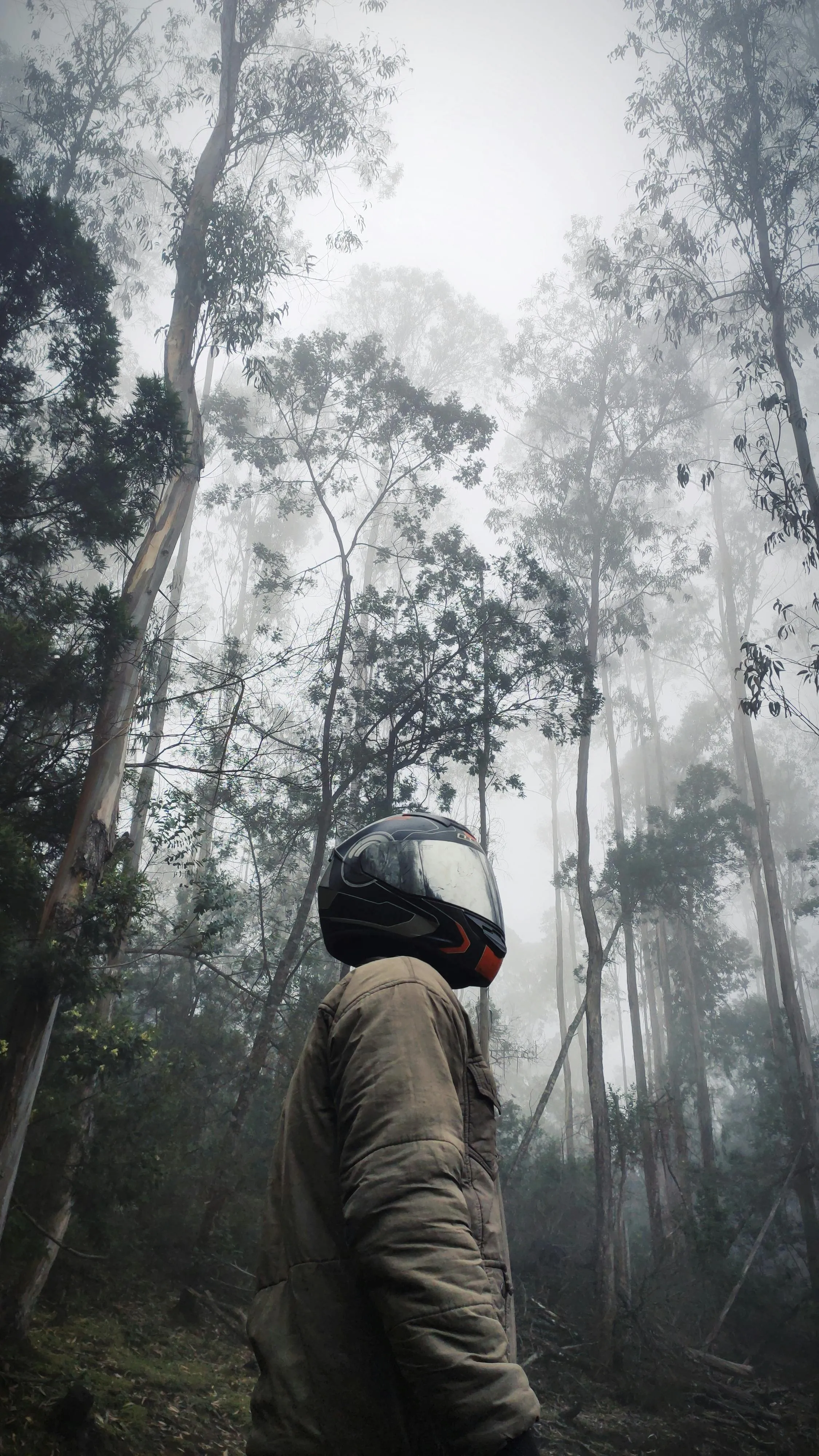 Man Looking Up in a Misty Forest Surrounded by Tall Trees