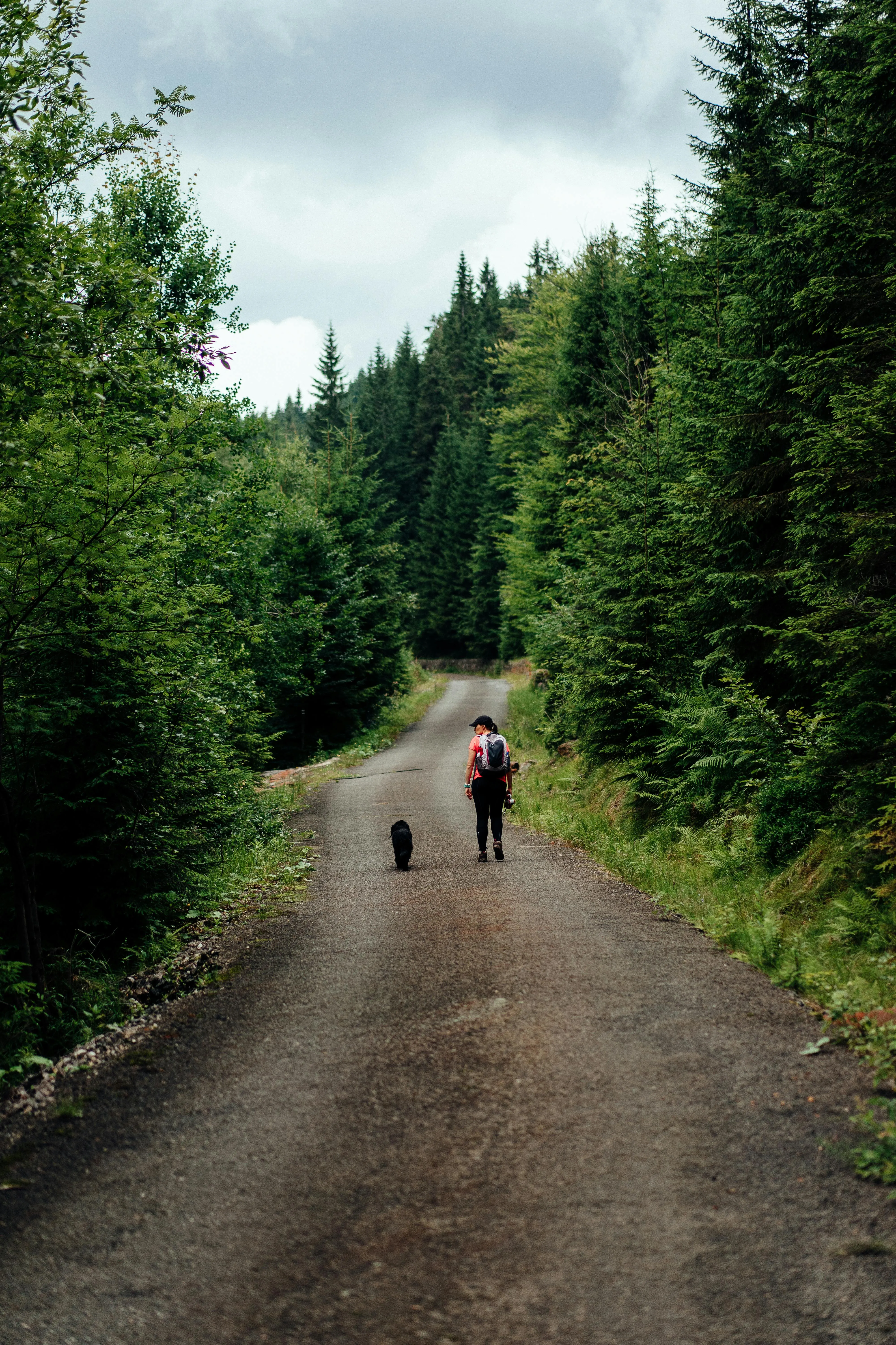 Man Walking with a Dog on a Quiet Path Through Green Forest