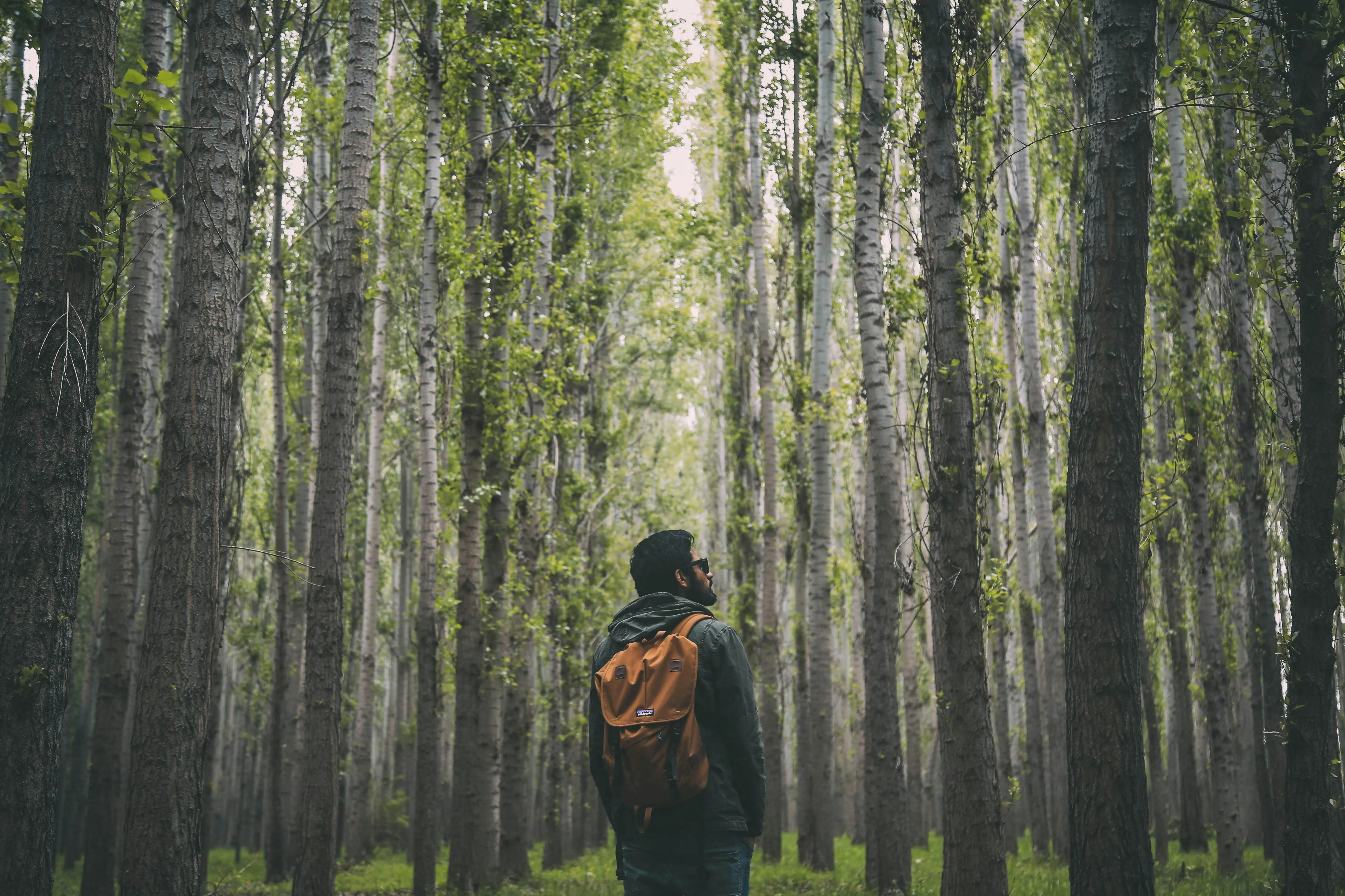 Man Walking Through Tall Trees in a Peaceful Forest Pathway