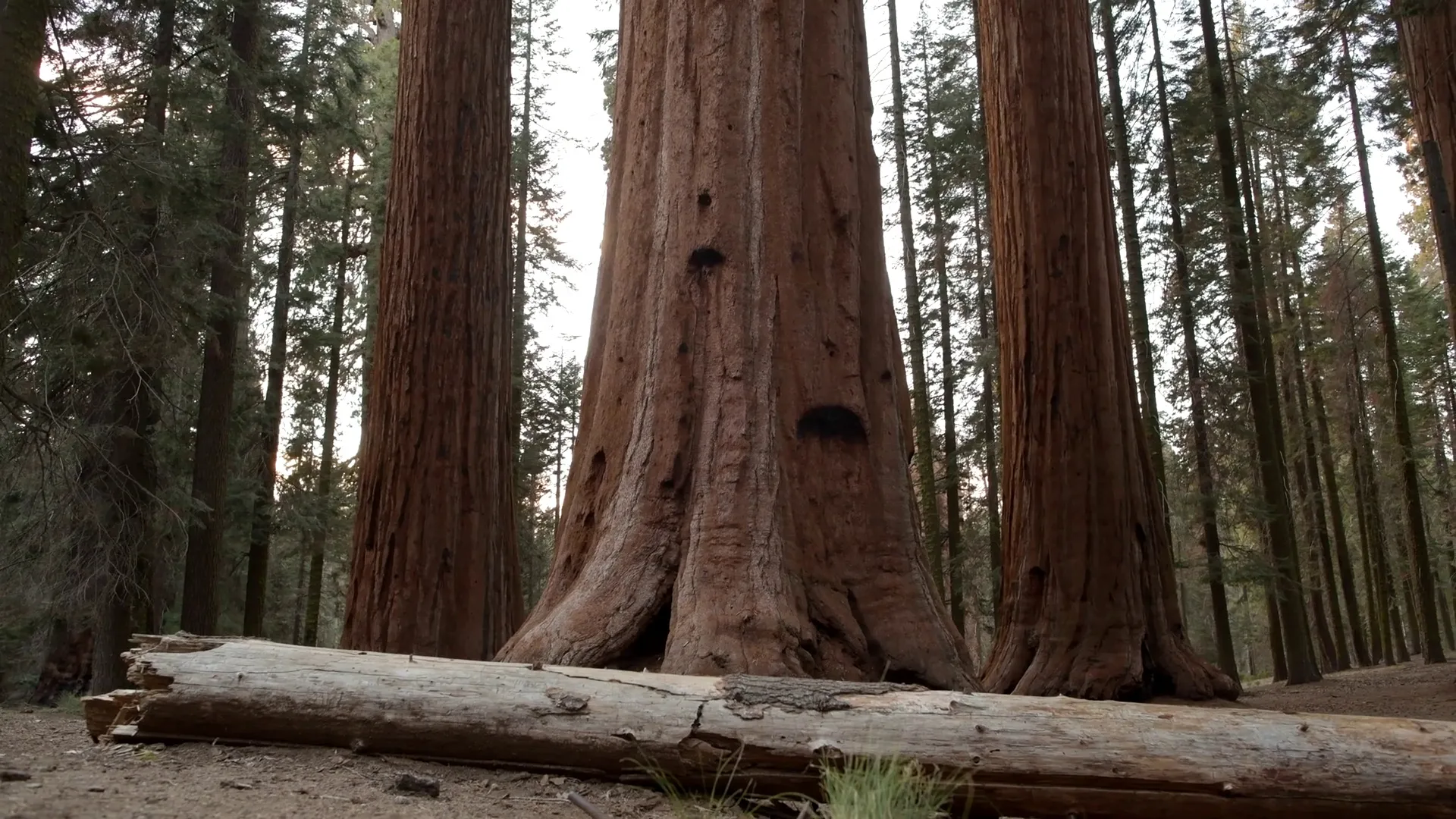 Massive Fallen Tree Trunk Lying on Forest Floor in Shade