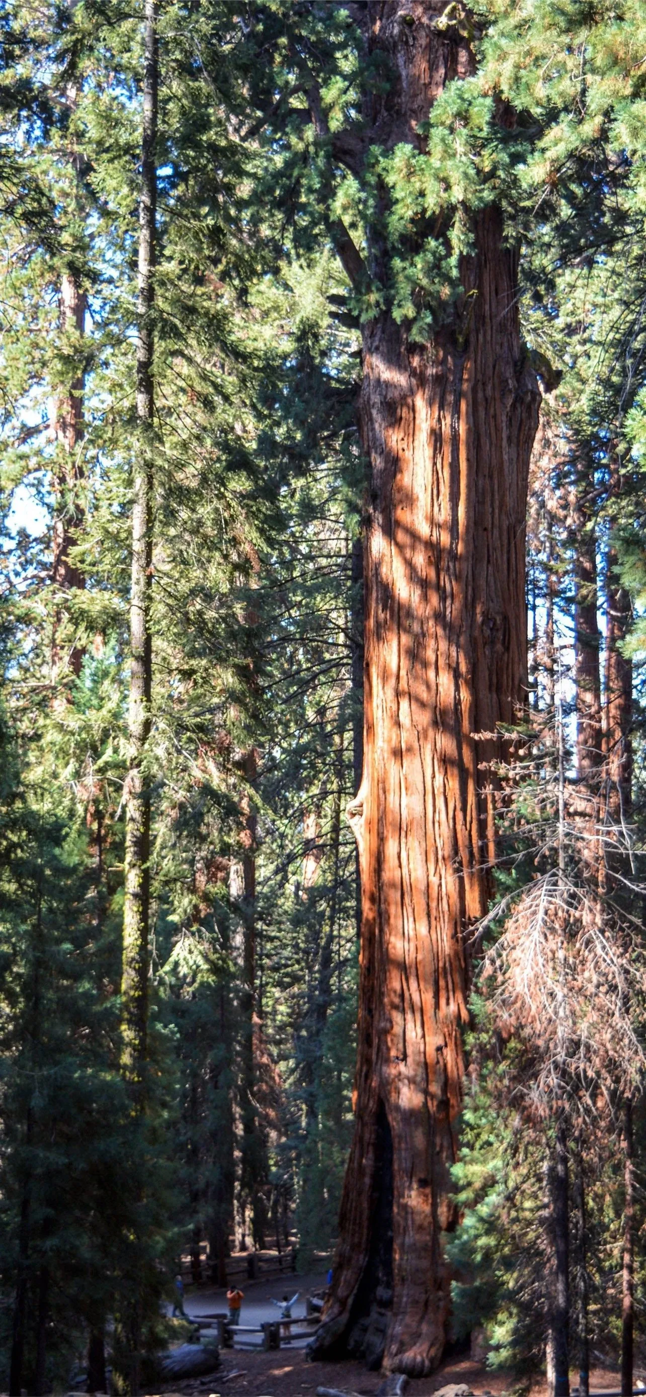 Massive Redwood Tree Towering High in a Dense Forest