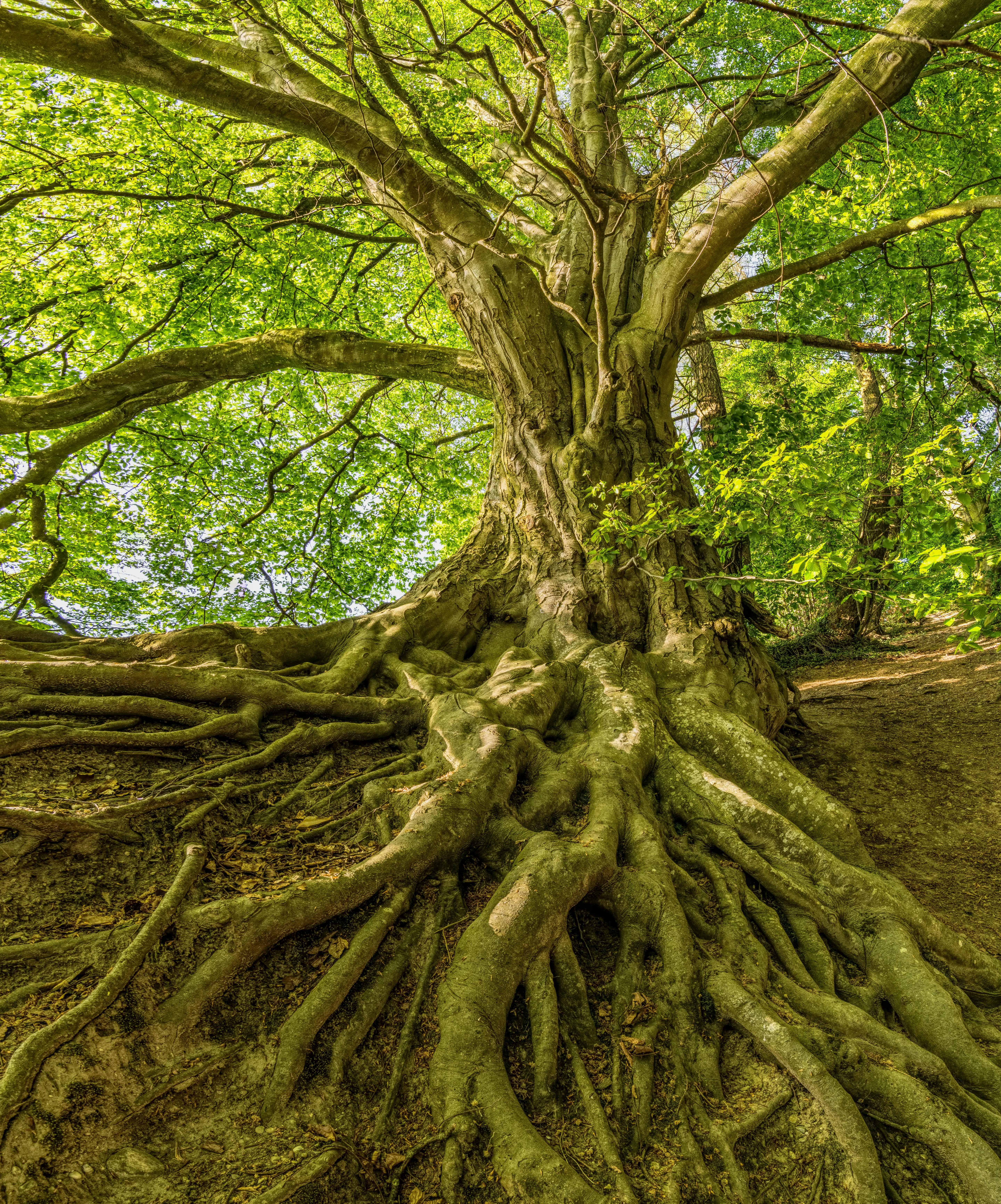 Massive Tree with Wide Roots in a Lush Green Forest