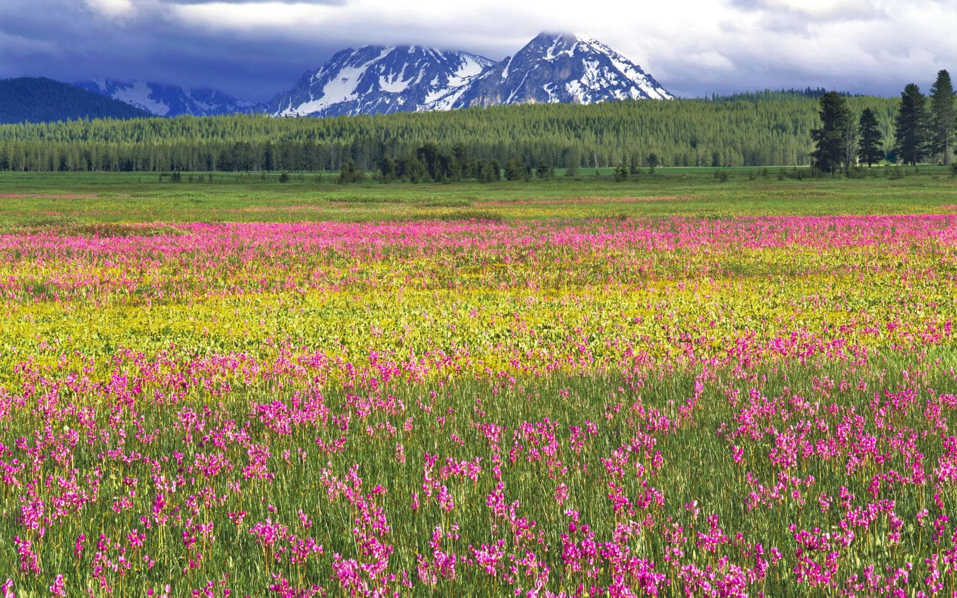 Meadow covered in blooming wildflowers with mountain view