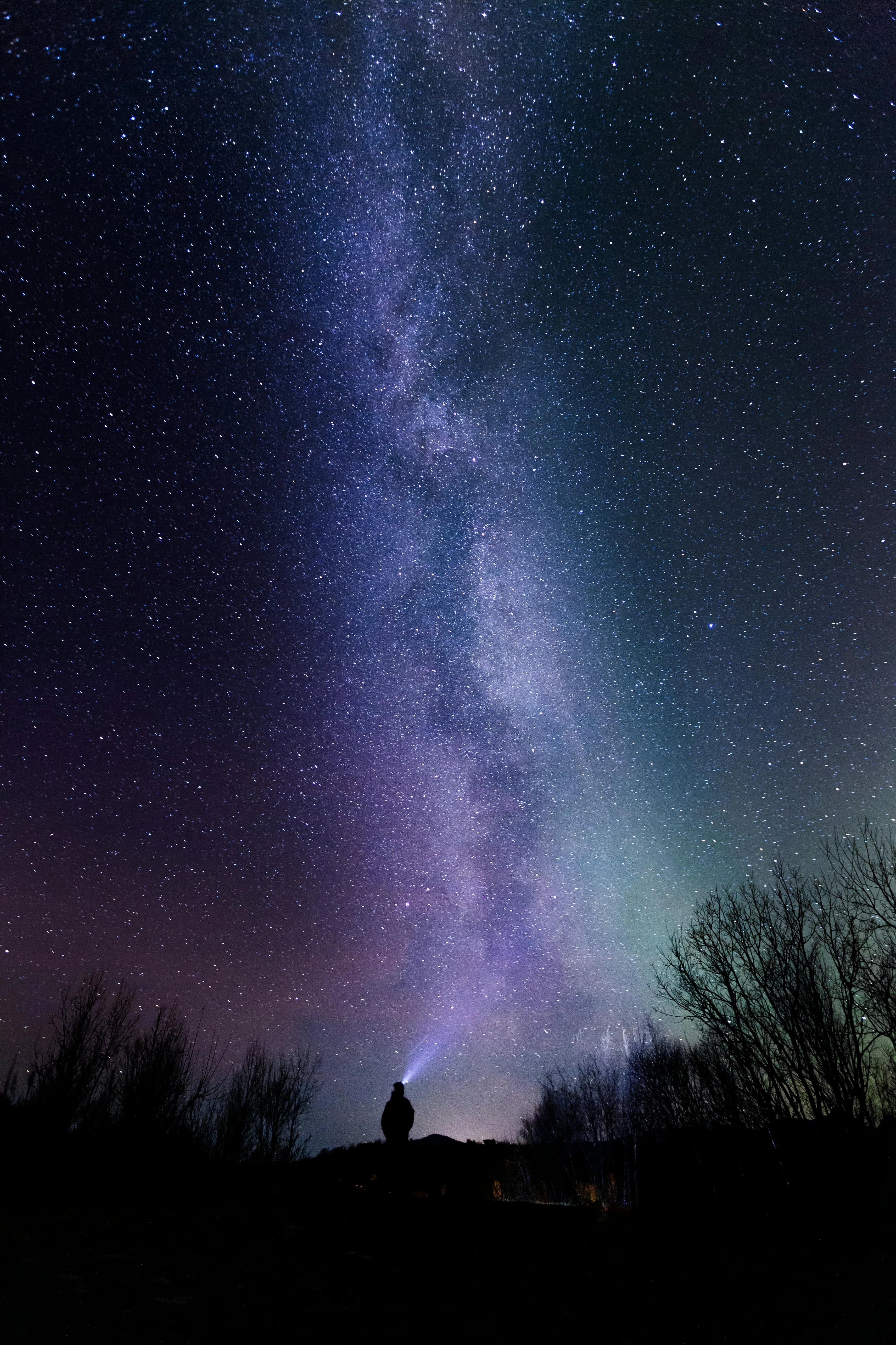 Milky Way Galaxy Over Trees with Clear Night Sky Wallpaper