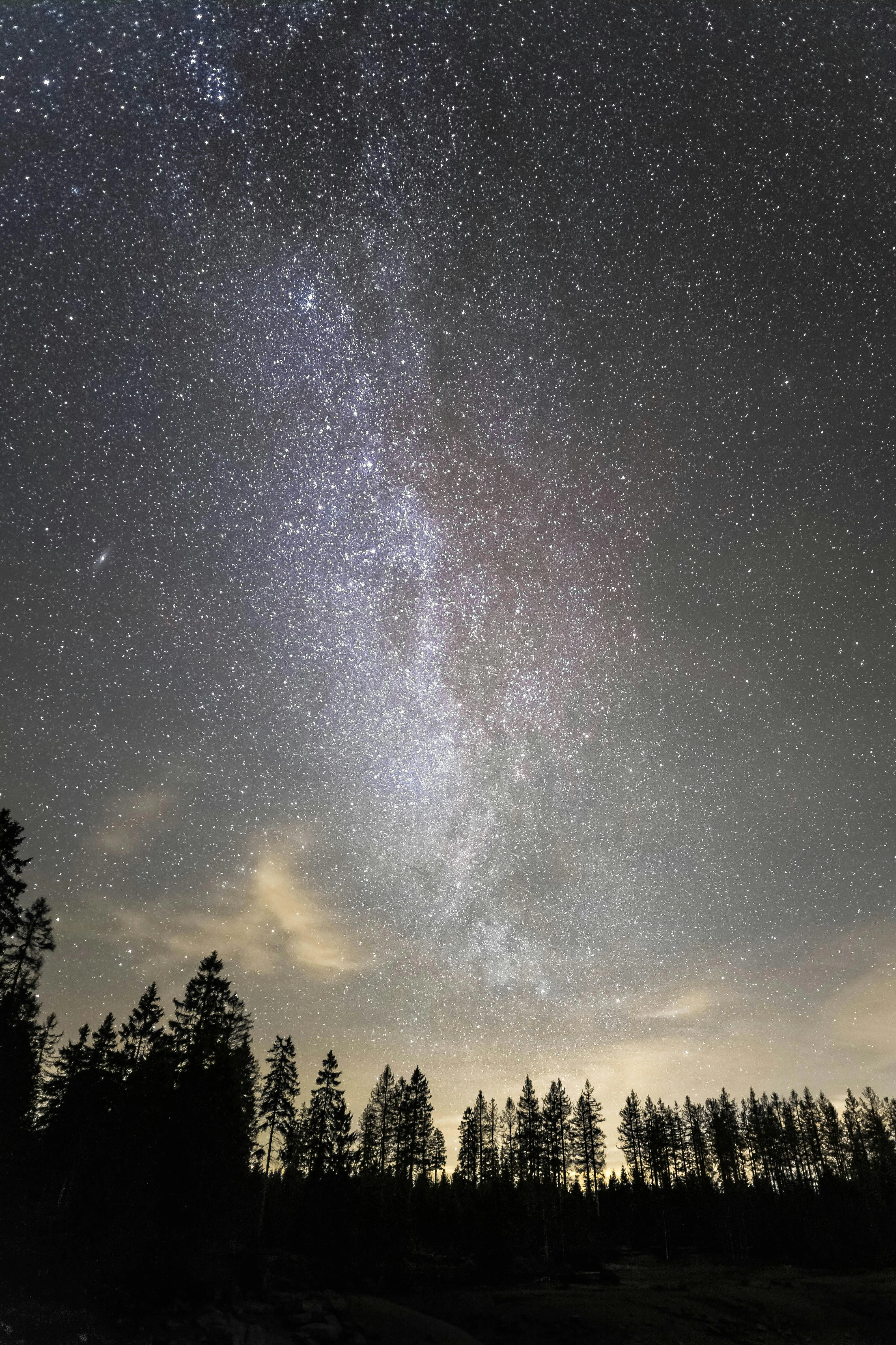 Milky Way Stars Glowing Above the Silhouette of Forest Trees