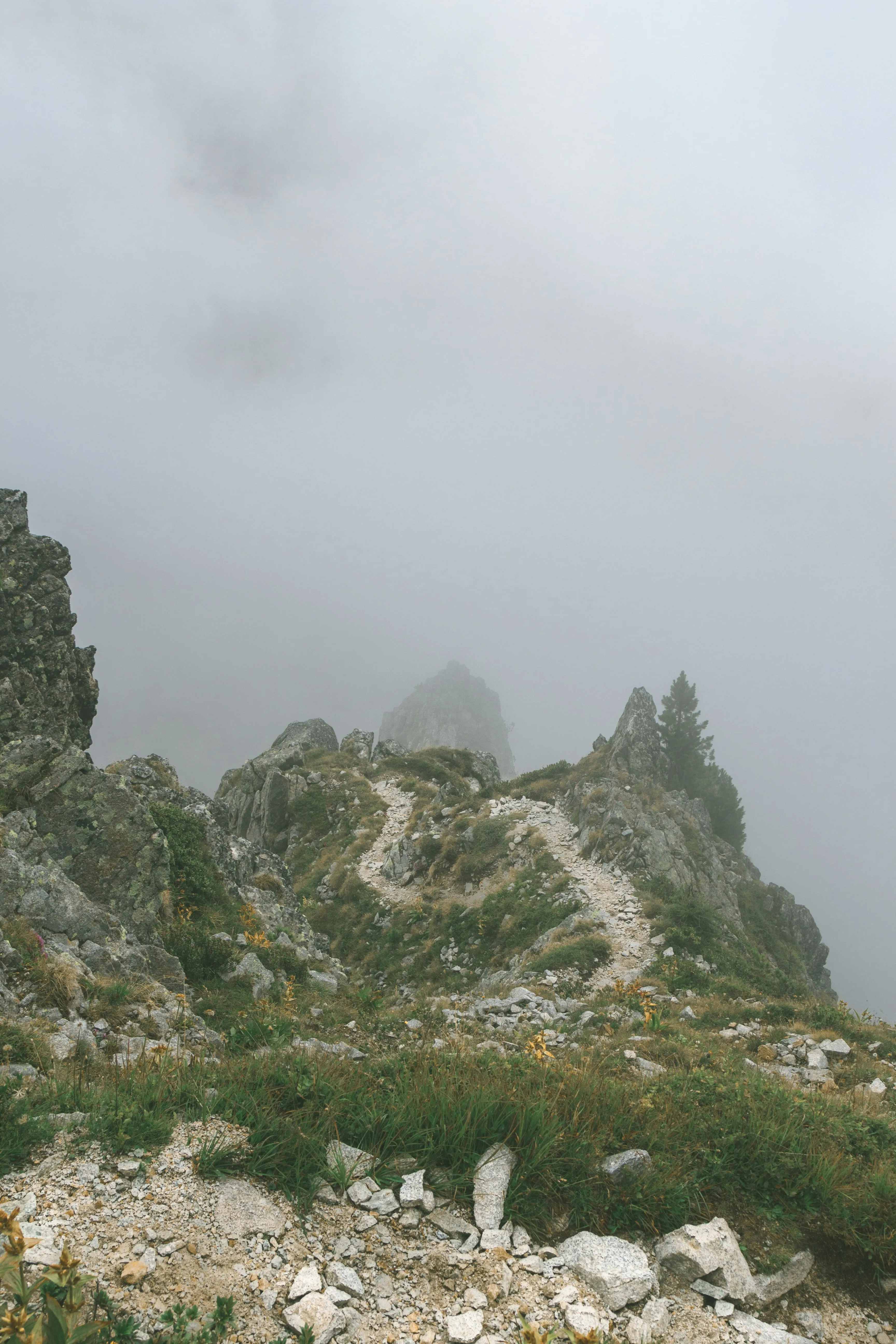 Mist Covered Trail Through Rocky Mountain Forest Image