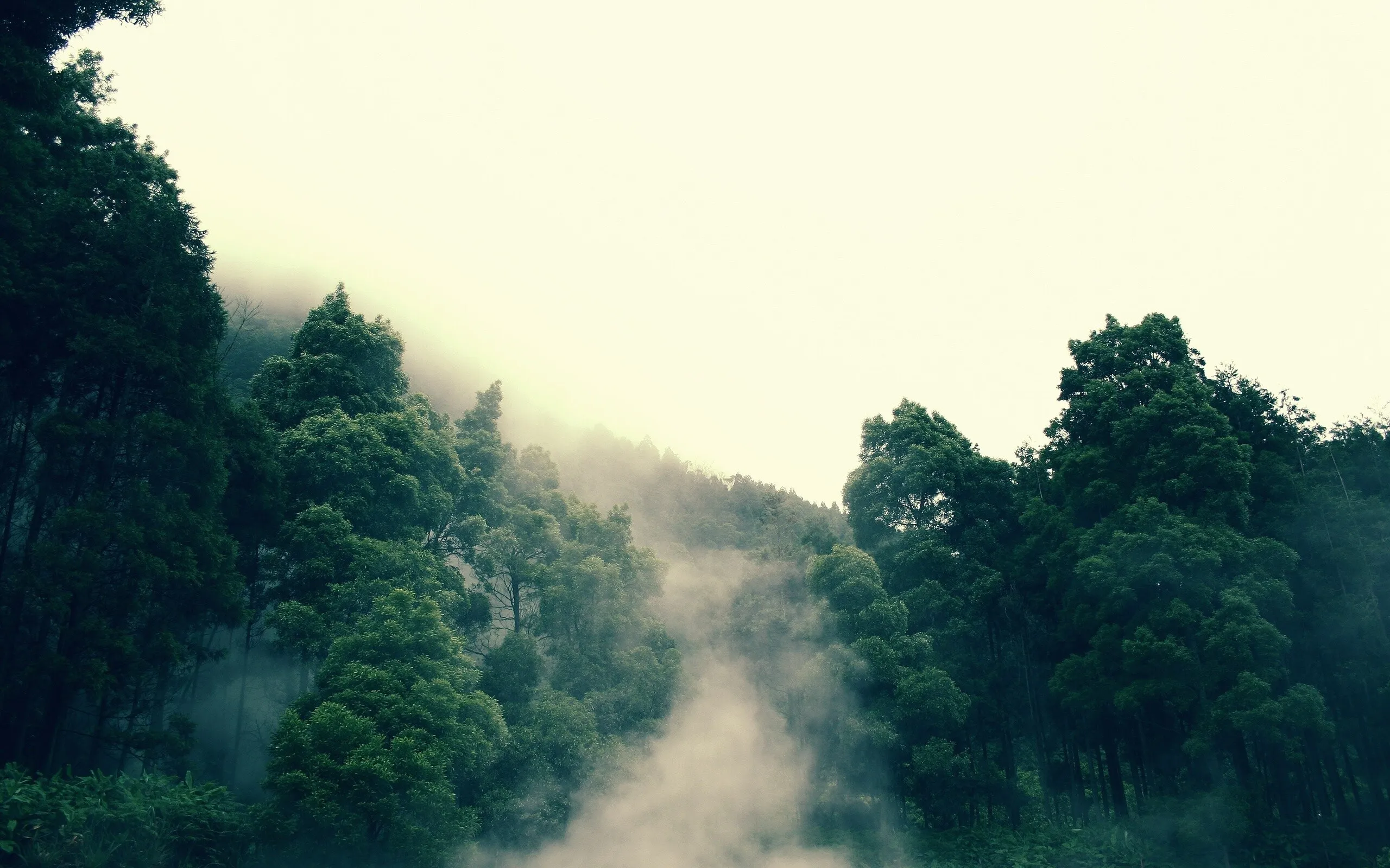 Mist Rising Above Dense Green Trees a Peaceful Forest Scene