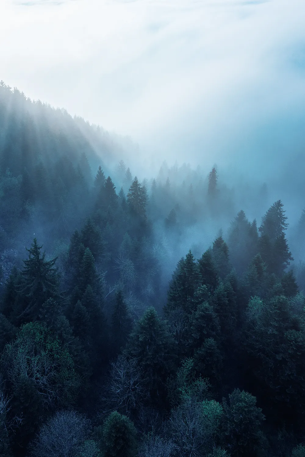 Misty Blue Forest Covered in Low Hanging Clouds Free Image