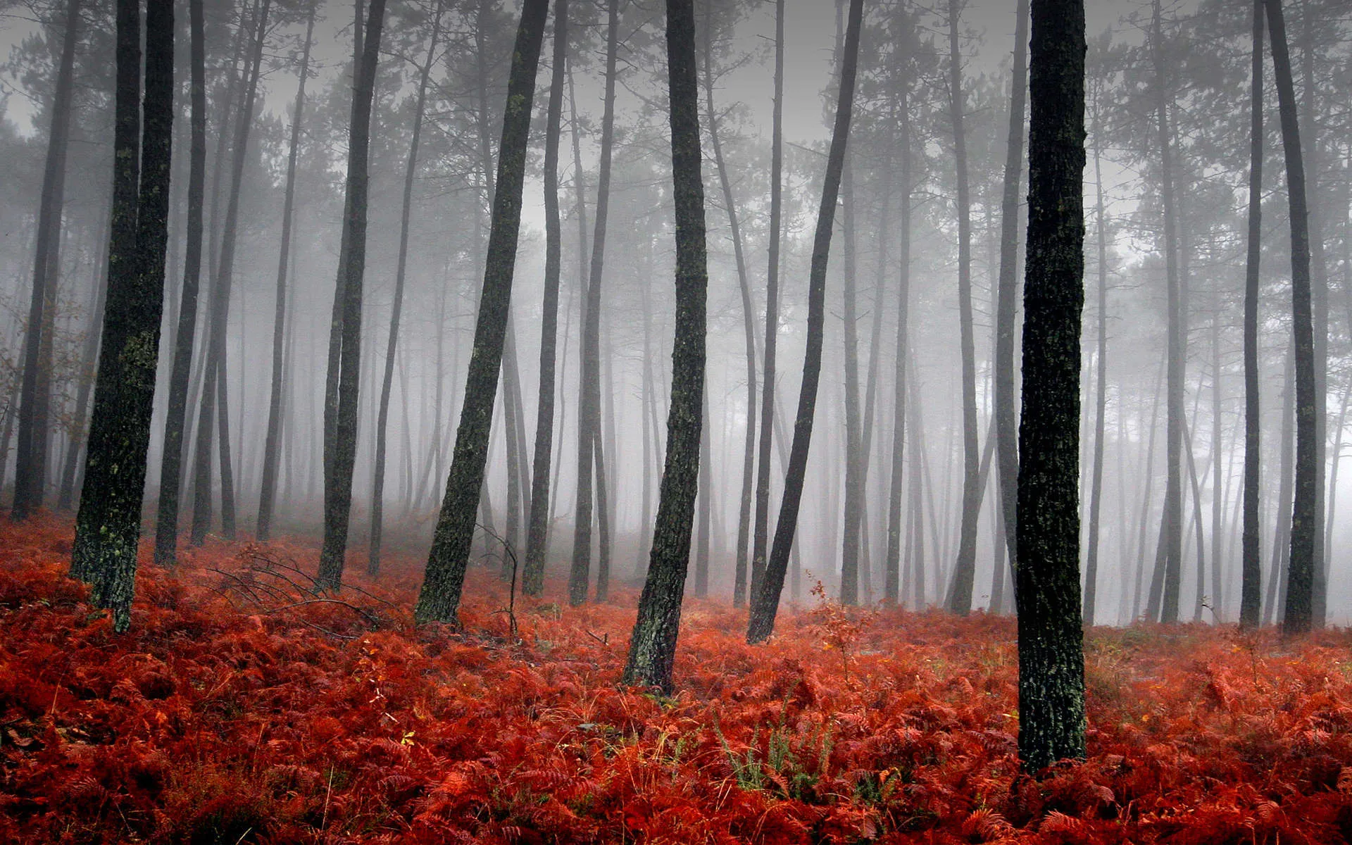 Misty Cloud Layer Over Red Forest in Autumn Wallpaper