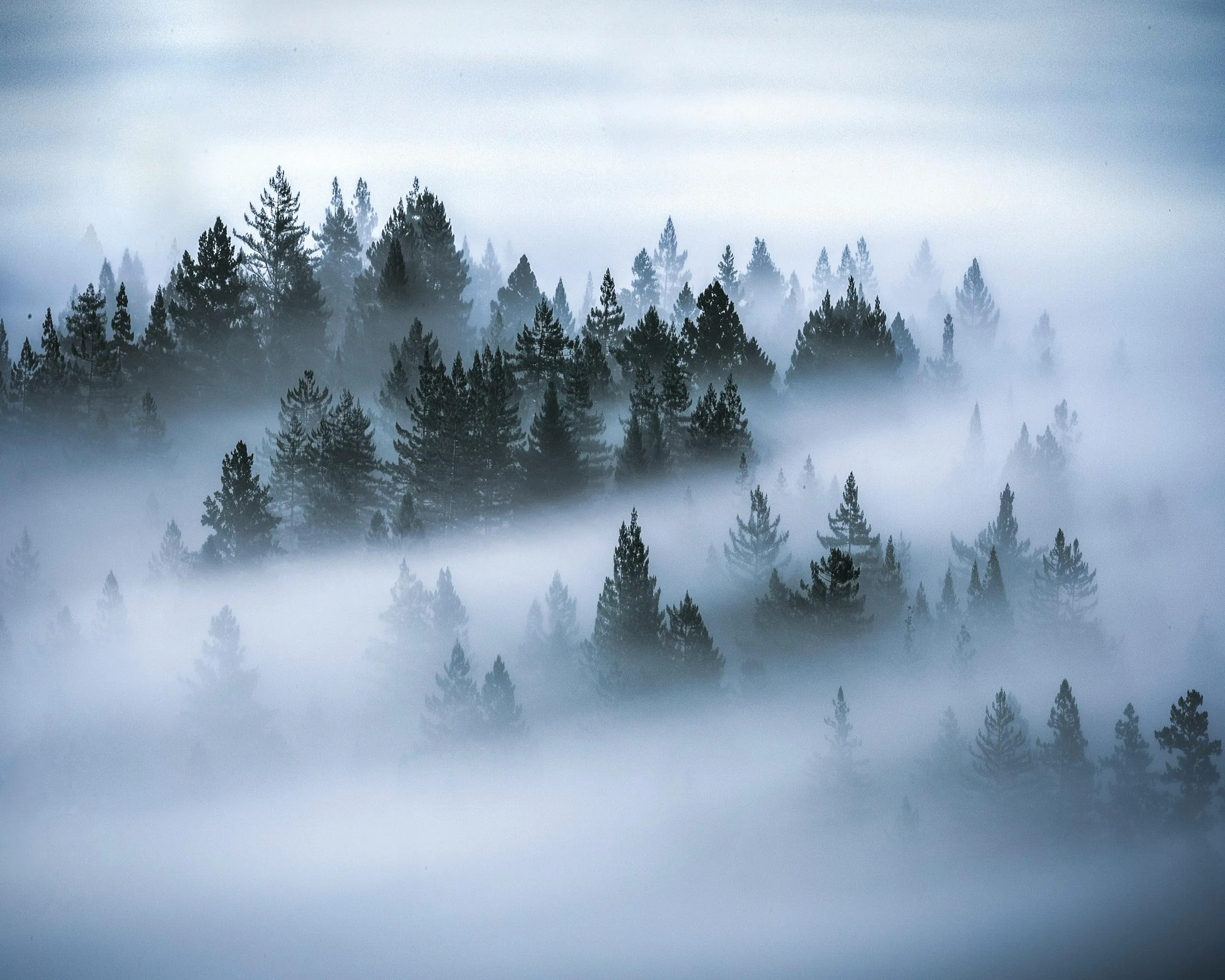 Misty Fog Covered with Dense Forest of Tall Evergreen Trees