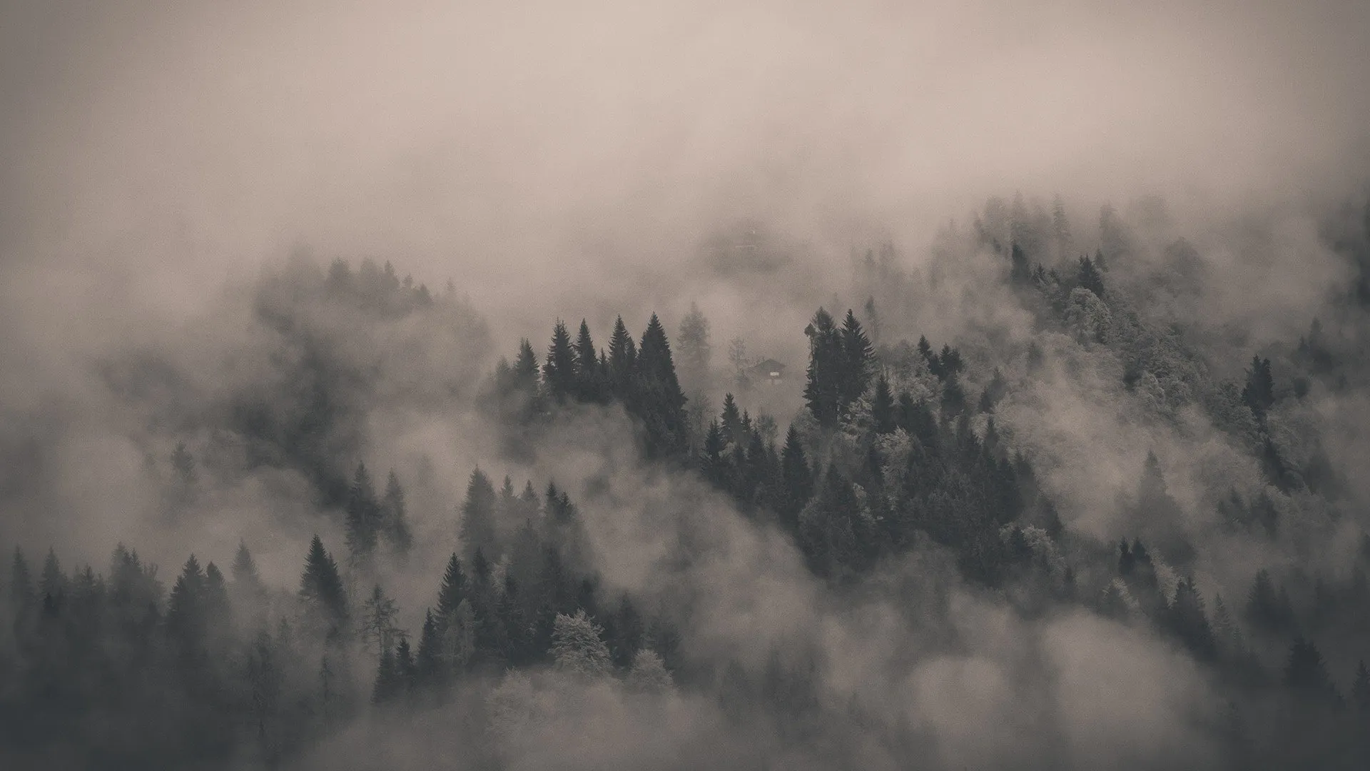 Misty Fog Rolling Over Dense Forest Landscape Image
