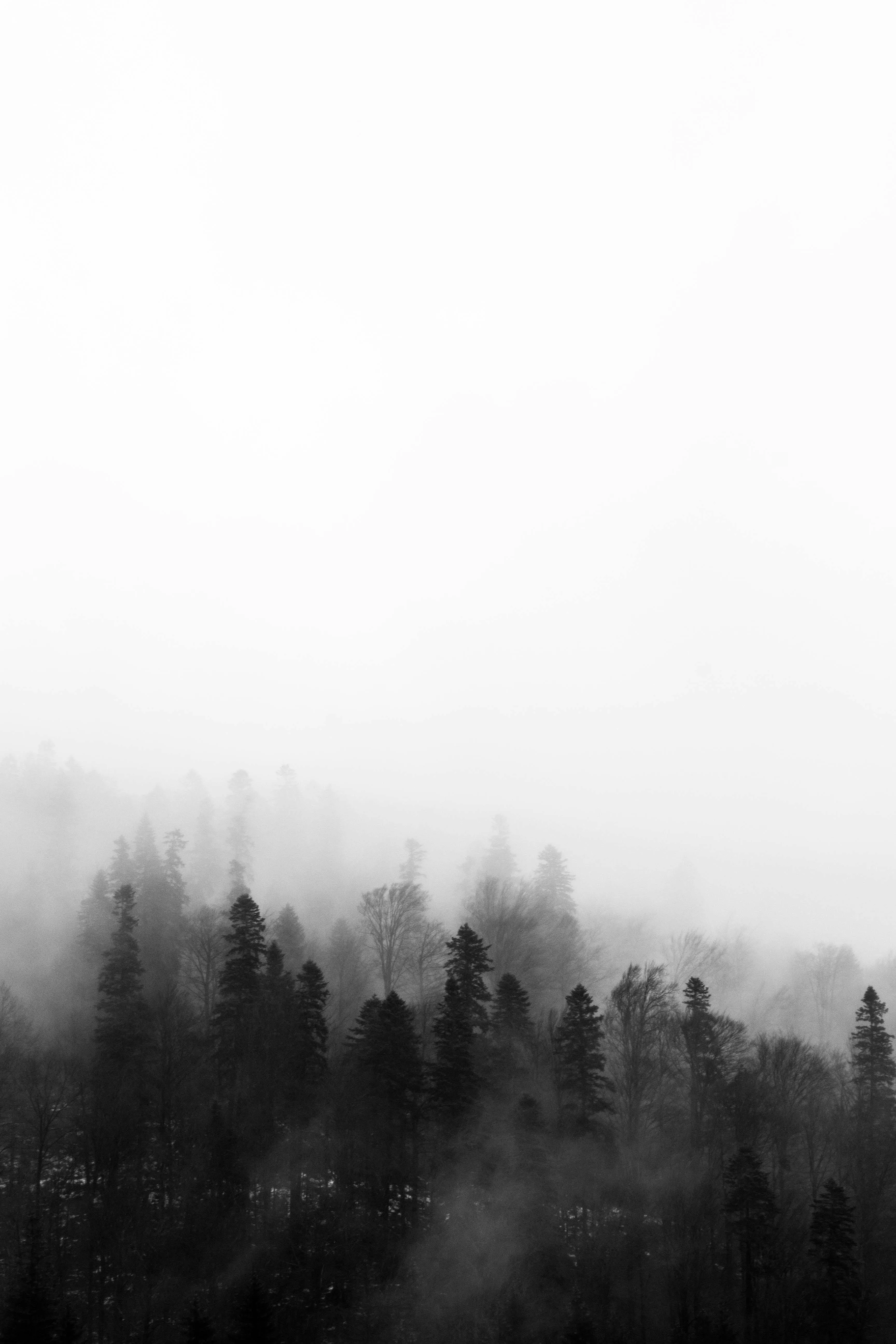 Misty Fog with Tall Pine Trees in a Black and White Tone