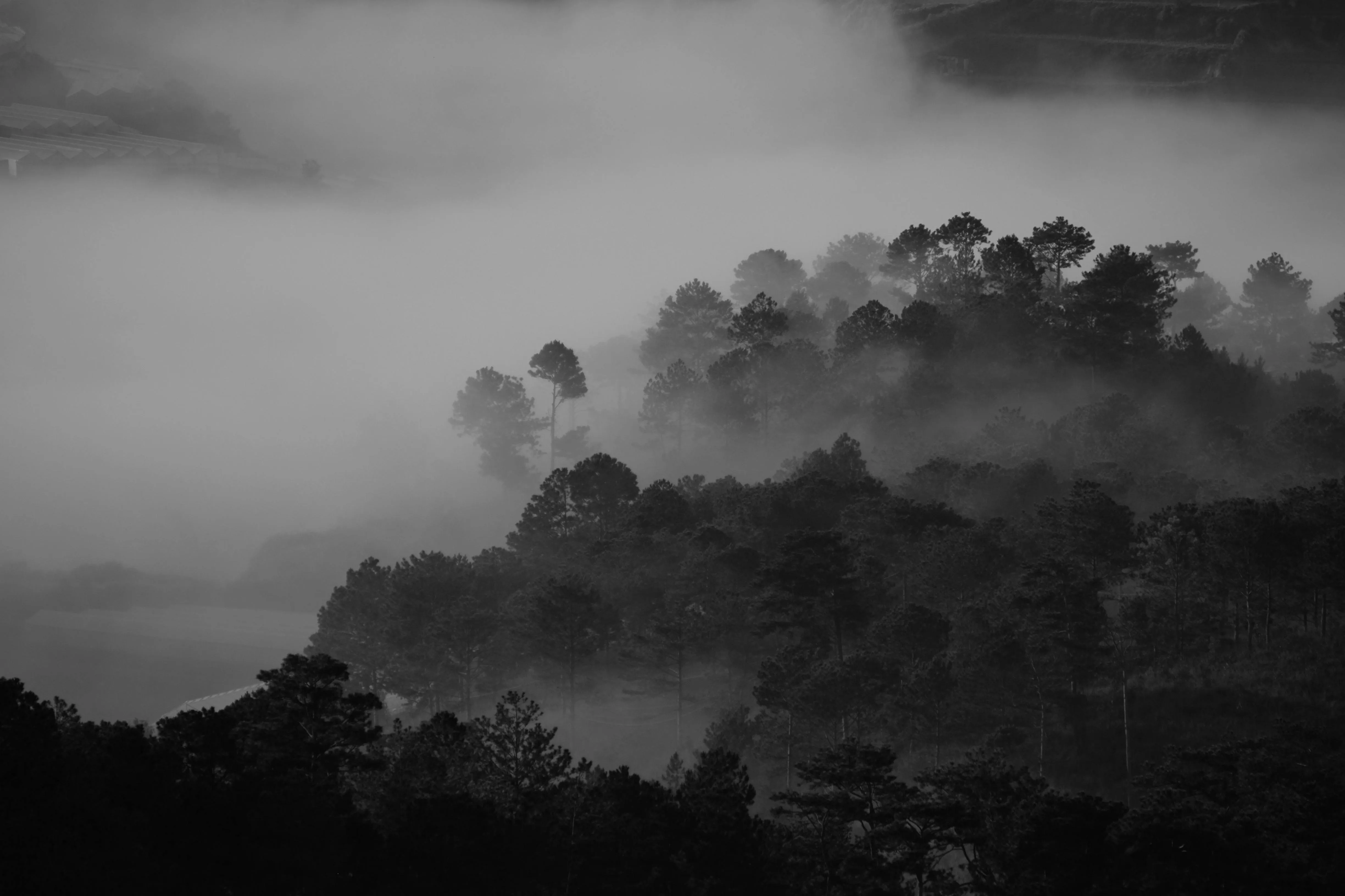 Misty Forest Captured in Black and White During Sunrise