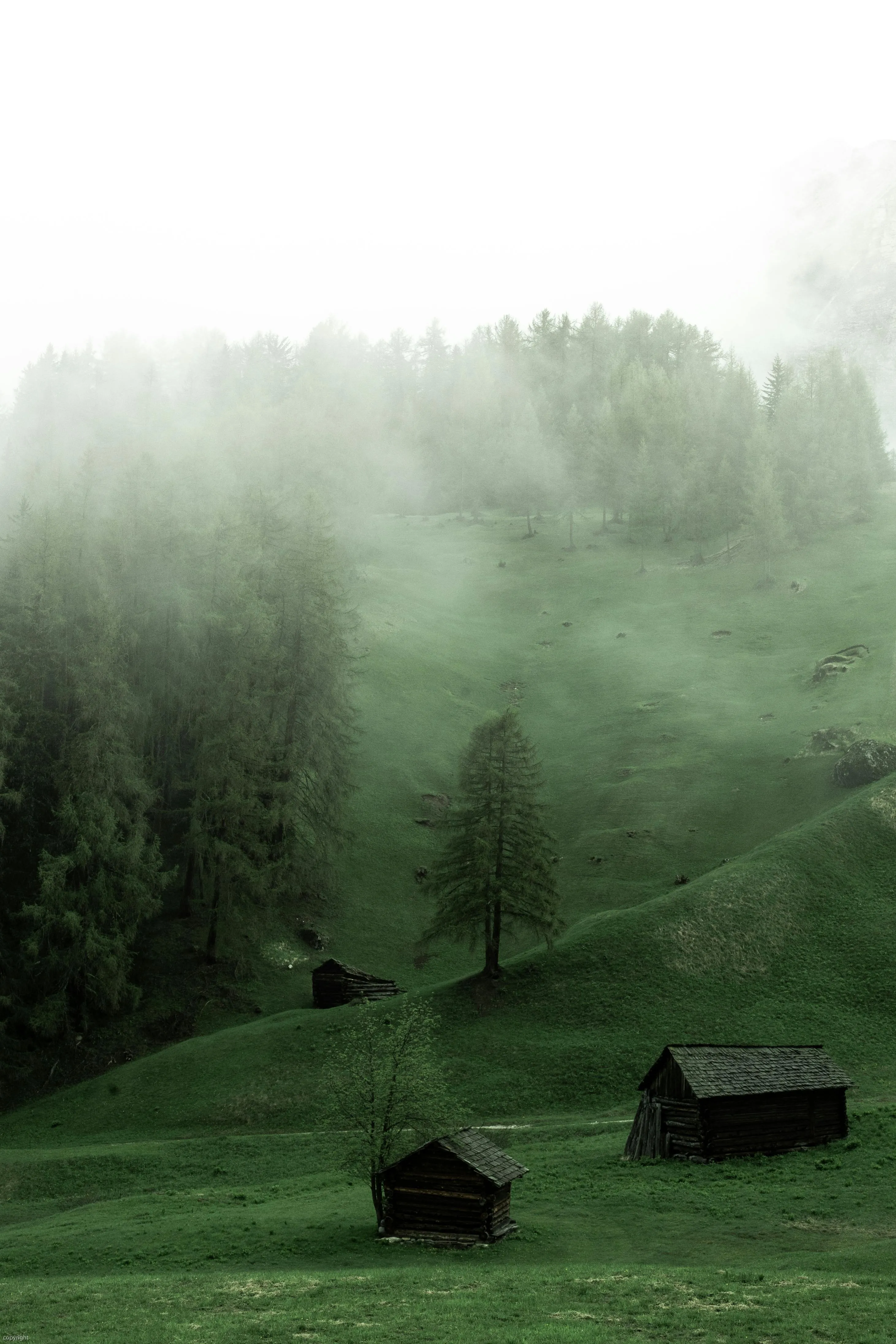 Misty Forest Hills with Wooden Cabins on a Green Slope