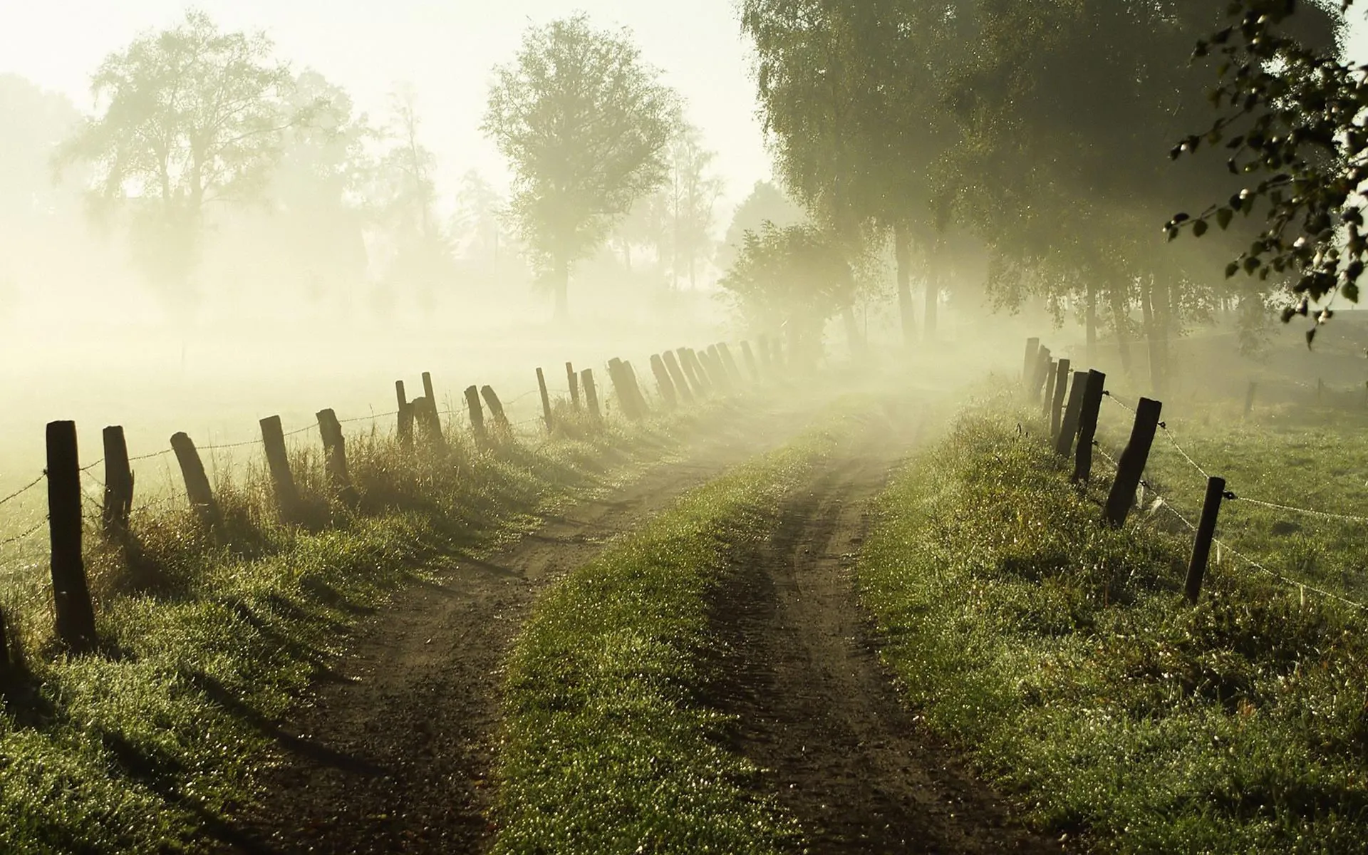 Misty Forest Path Surrounded By Fog and Green Trees