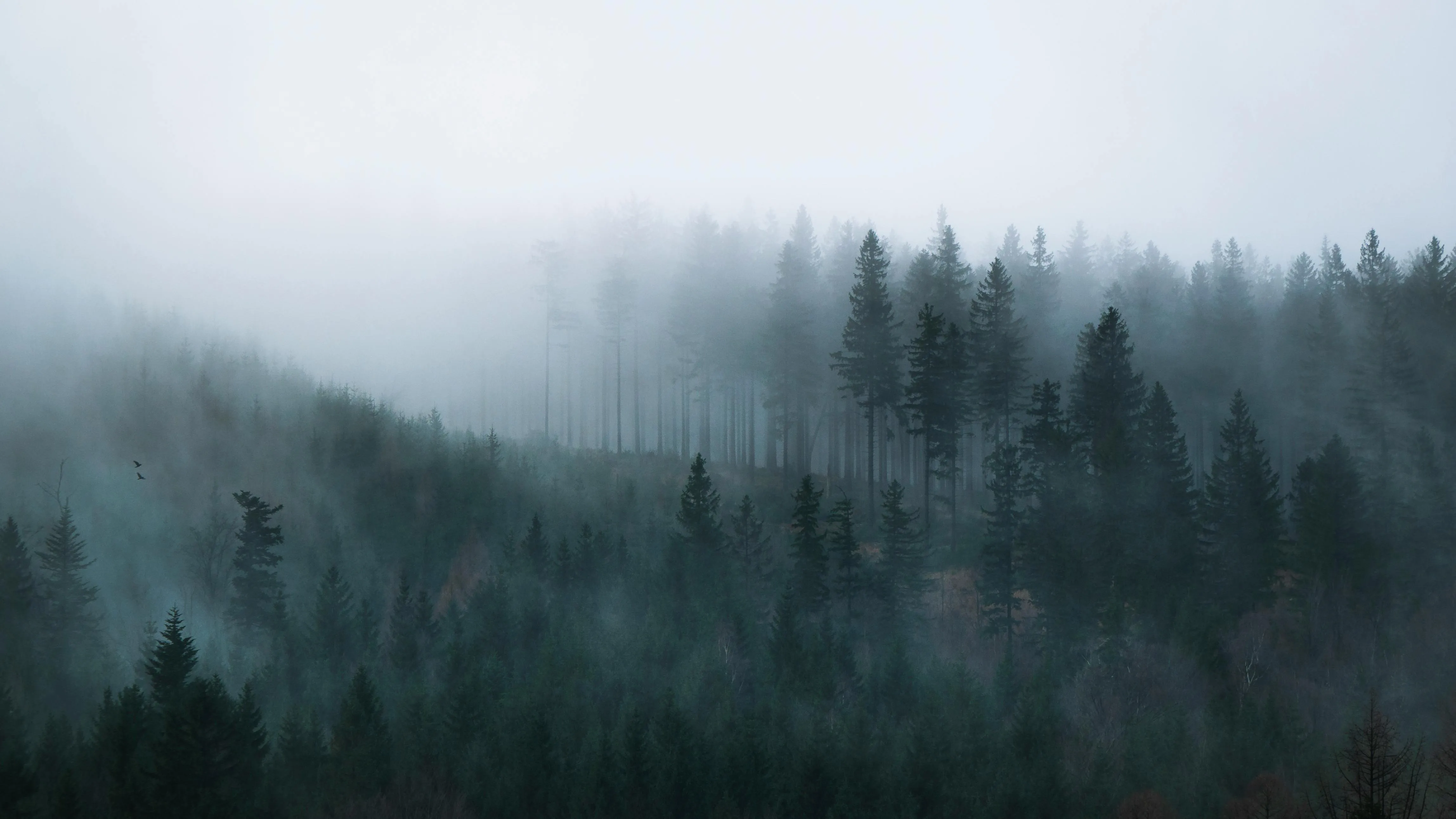 Misty Forest with Tall Trees Disappearing Into Foggy Air