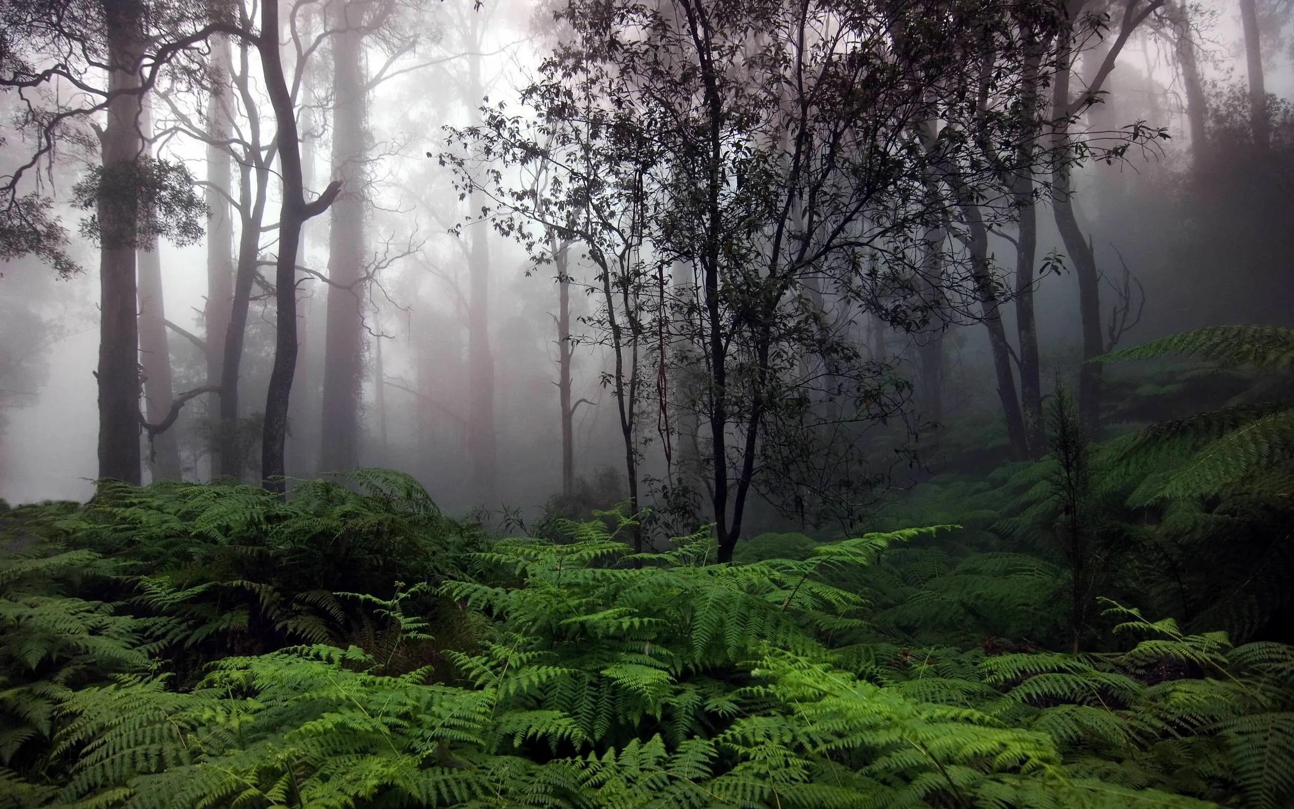 Misty Forest Trail with Ferns and Soft Fog Free Wallpaper