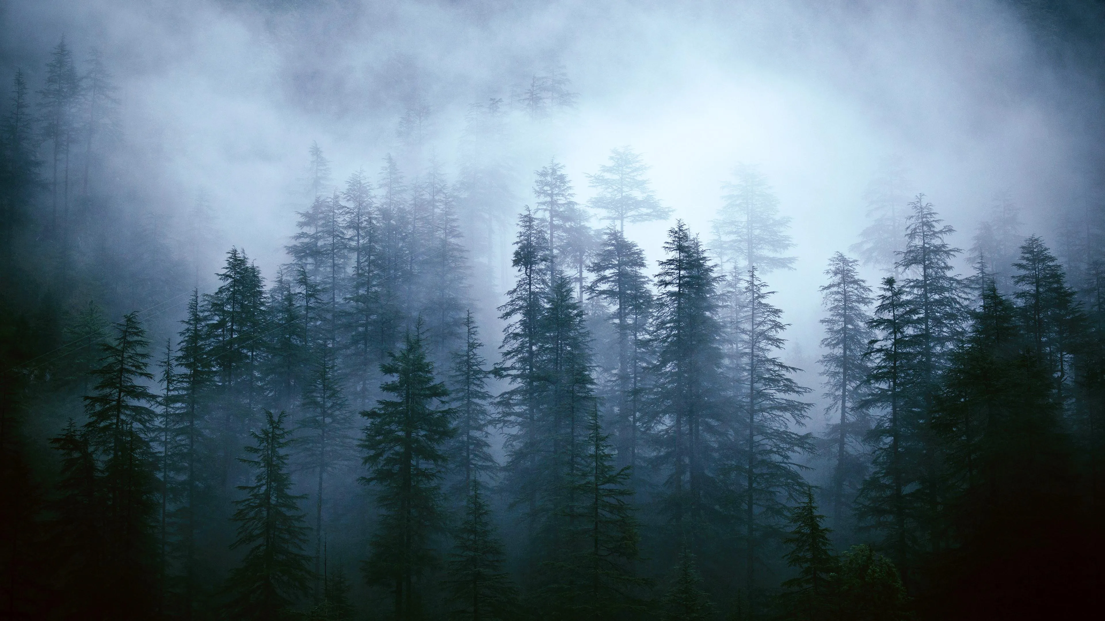 Misty forest trees emerging from early morning fog