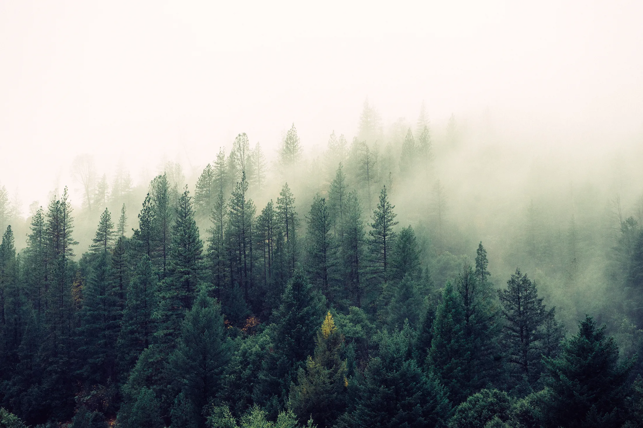 Misty Forest Trees Surrounded By Thick Fog in the Morning