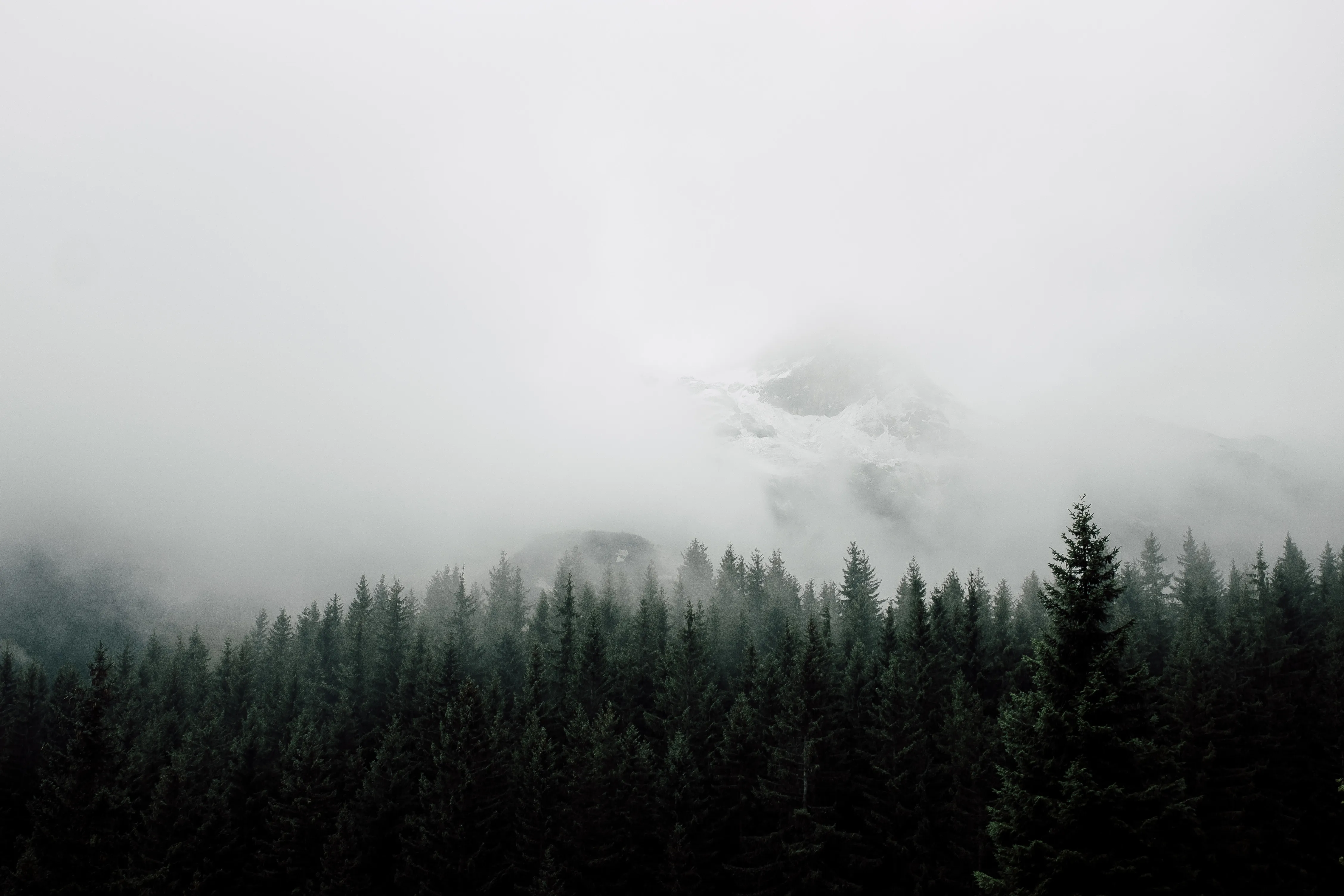 Misty Forest with Dense Fog and Blurred Background HD