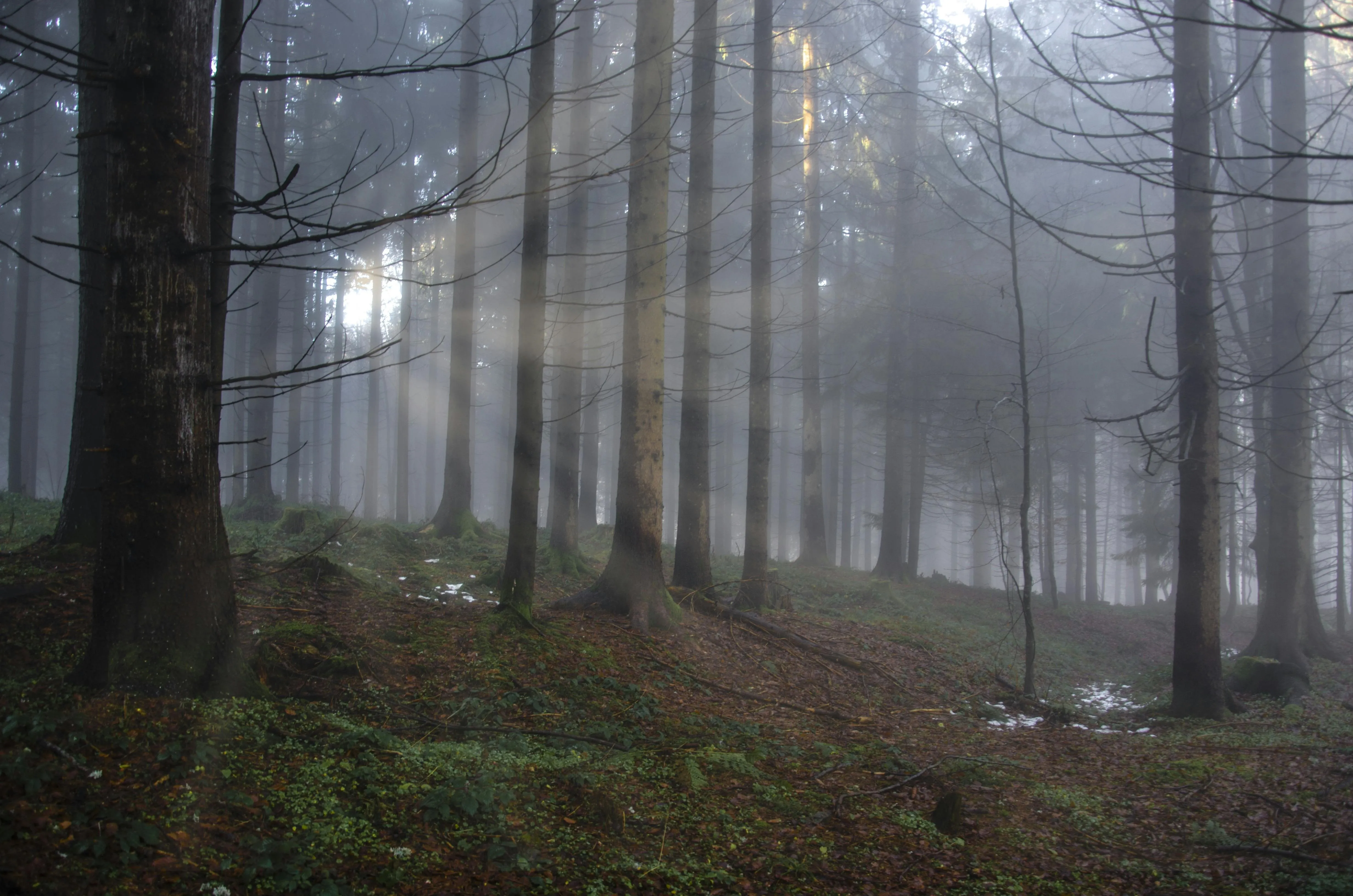 Misty Morning Forest with Sunlight Beaming Through the Trees