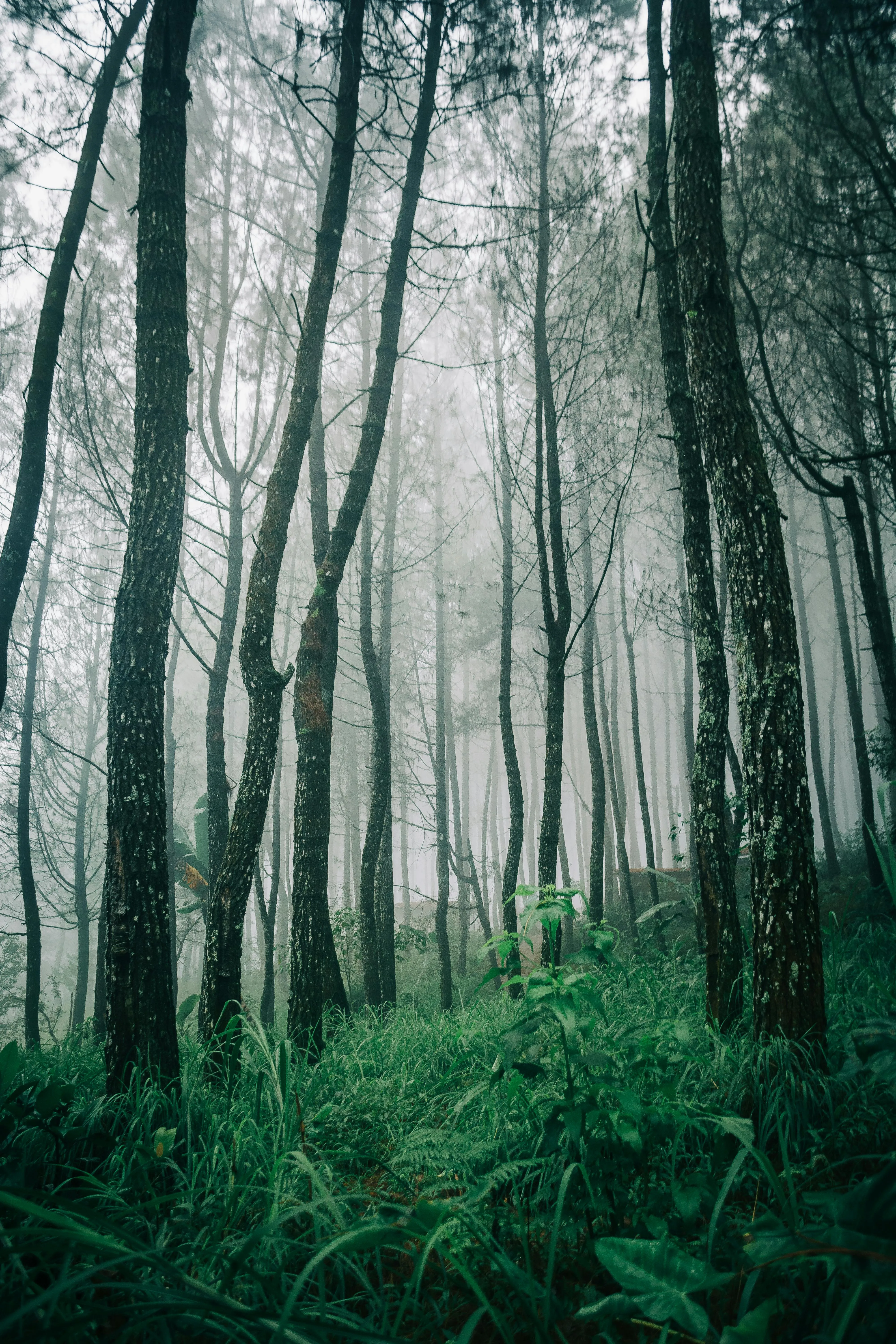 Misty Morning Forest with Tall Trees and Soft Green Foliage