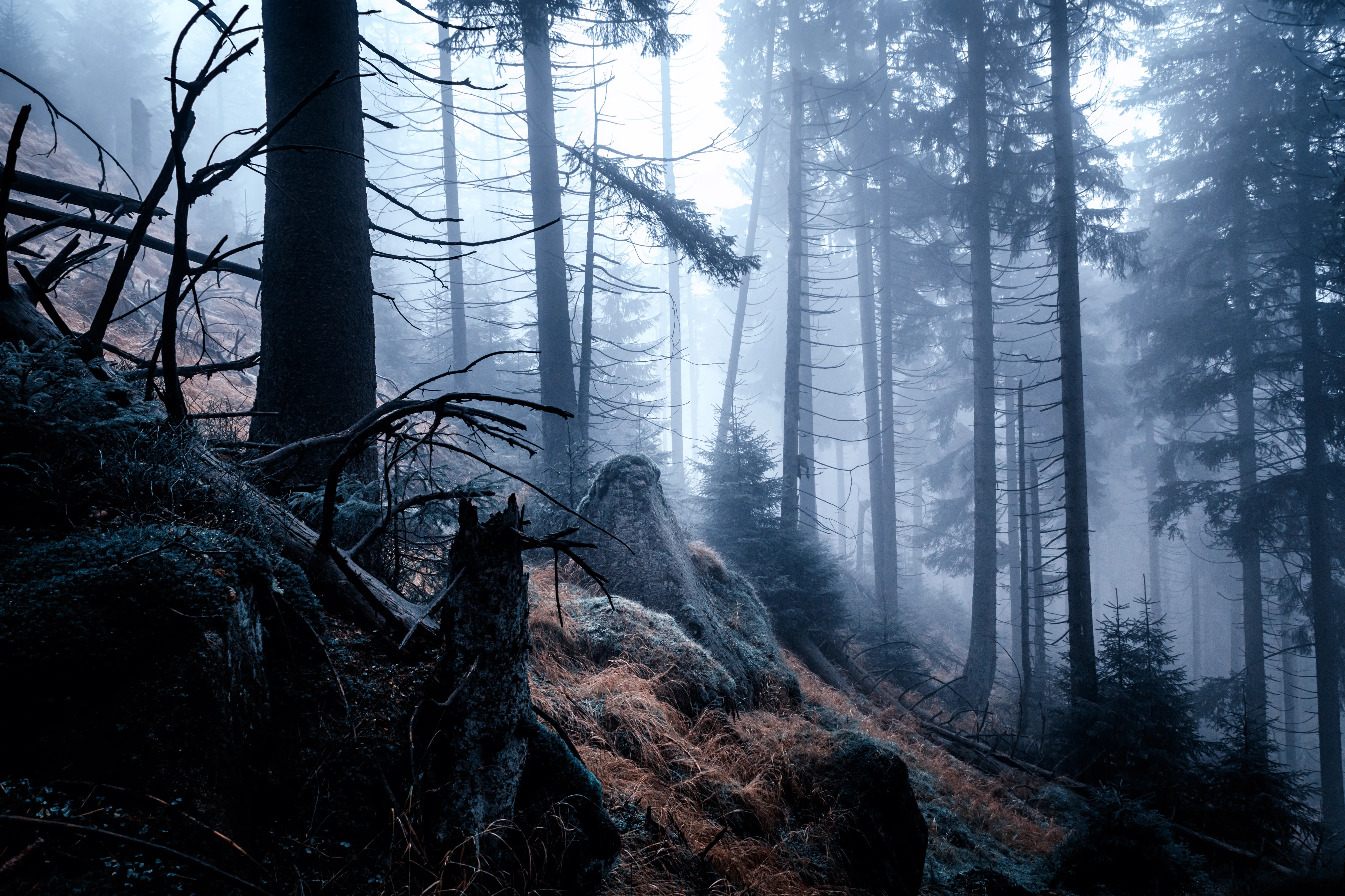 Misty Morning Forest with Low Hanging Clouds View Wallpaper
