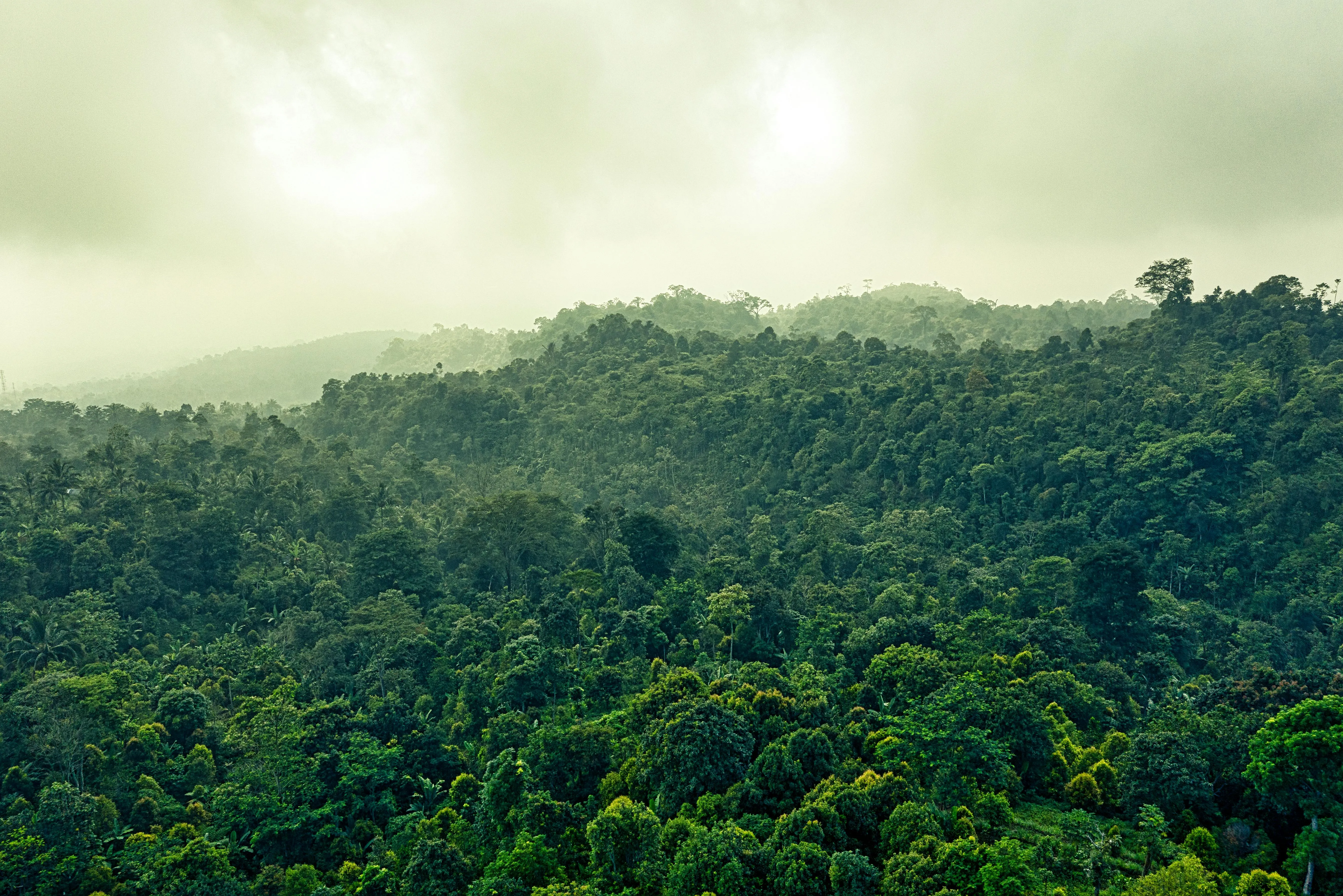 Misty Mountain Forest Covered with Lush Green Trees and Fog