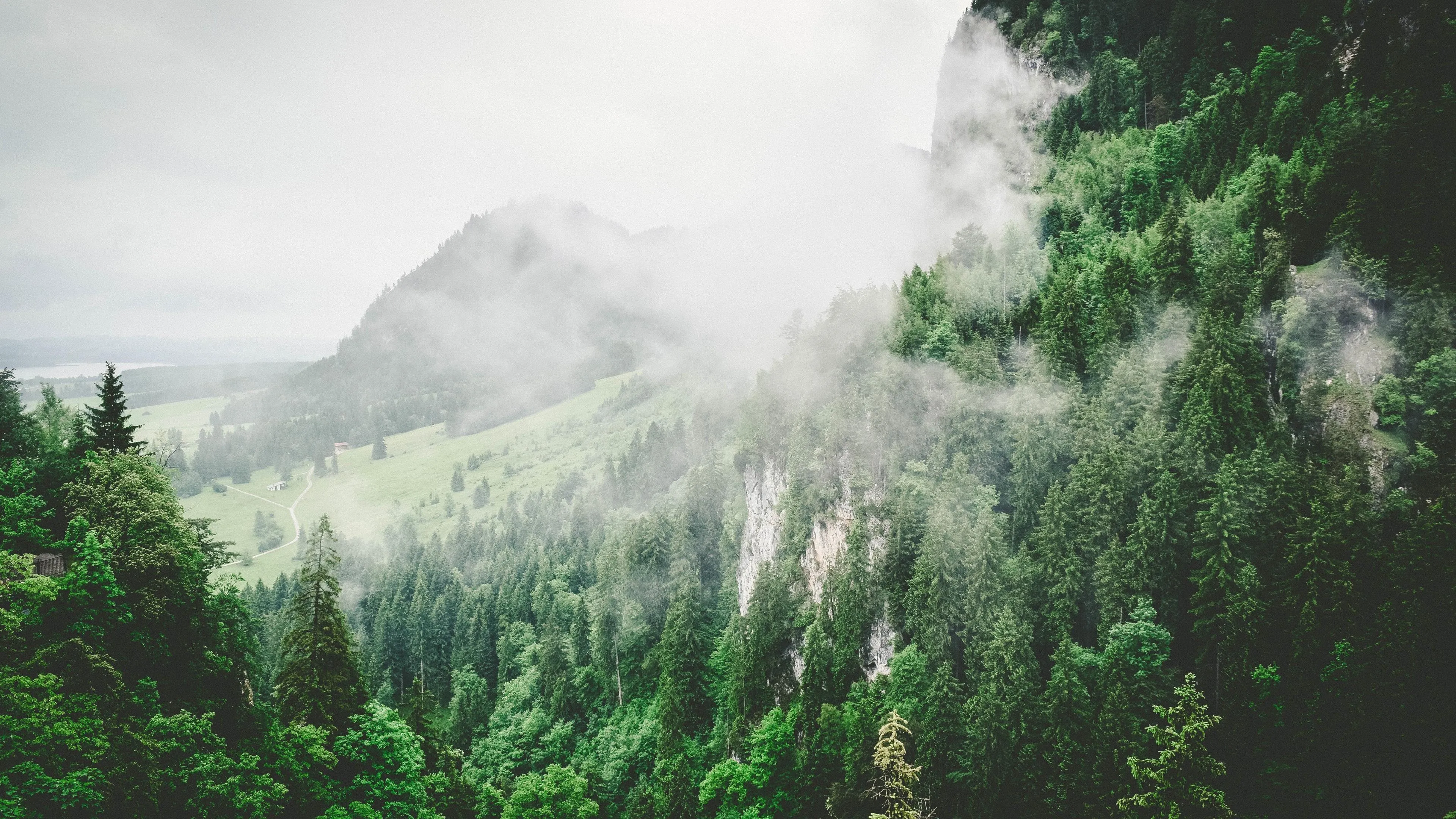 Misty mountain forest with dense green trees free Wallpaper