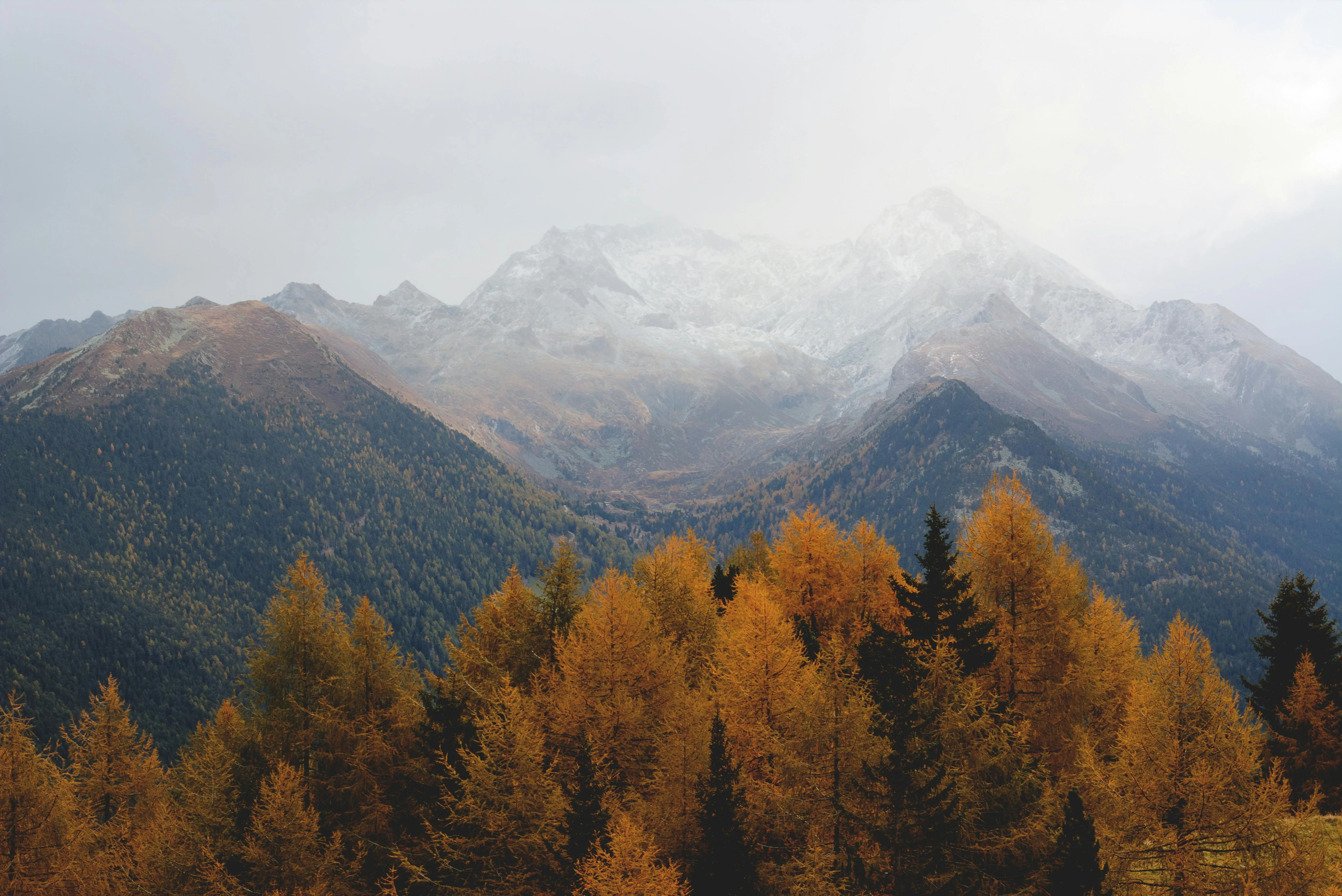 Misty Mountains Behind a Golden Autumn Forest Tree Wallpaper