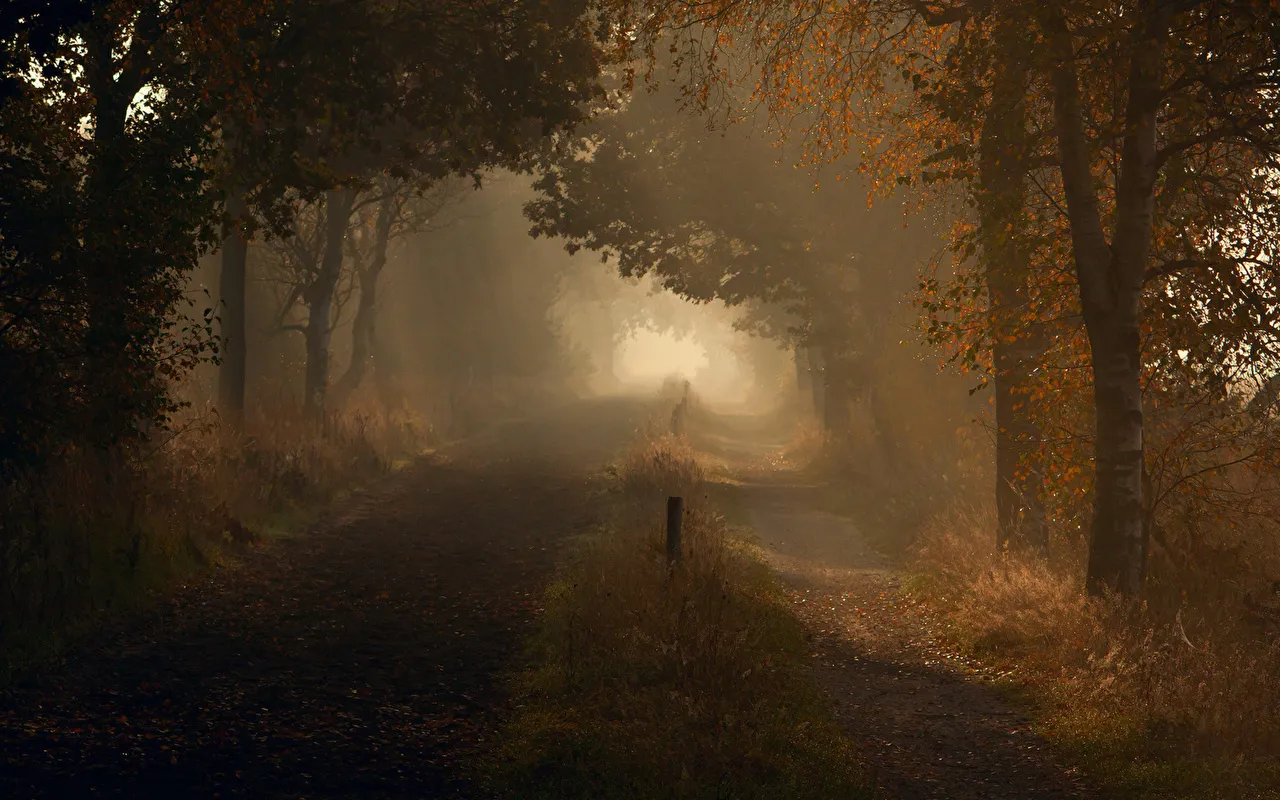 Misty Path in Autumn Forest with Faint Morning Light