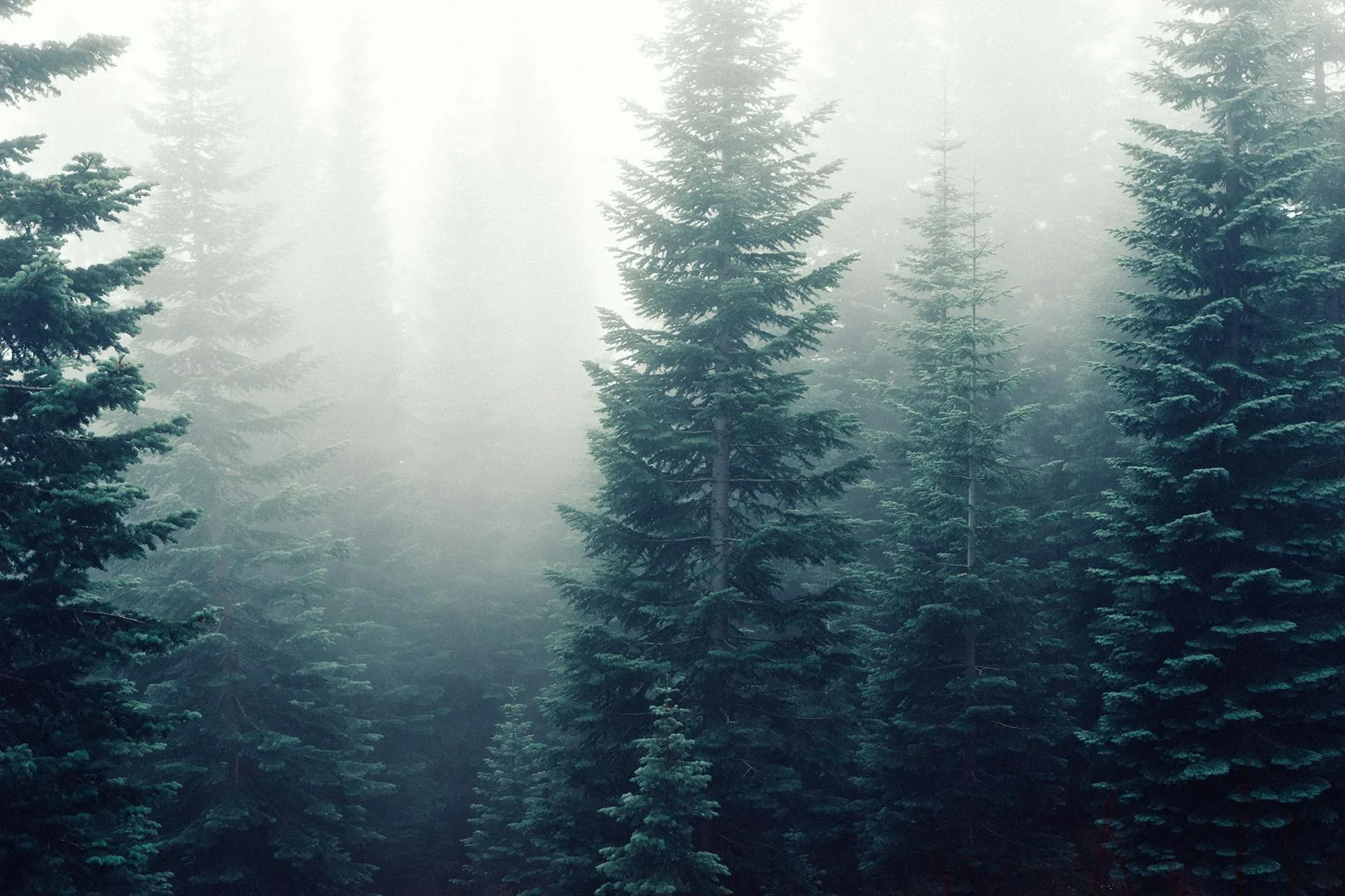 Misty Pine Trees Stand Tall in a Foggy Early Morning Forest