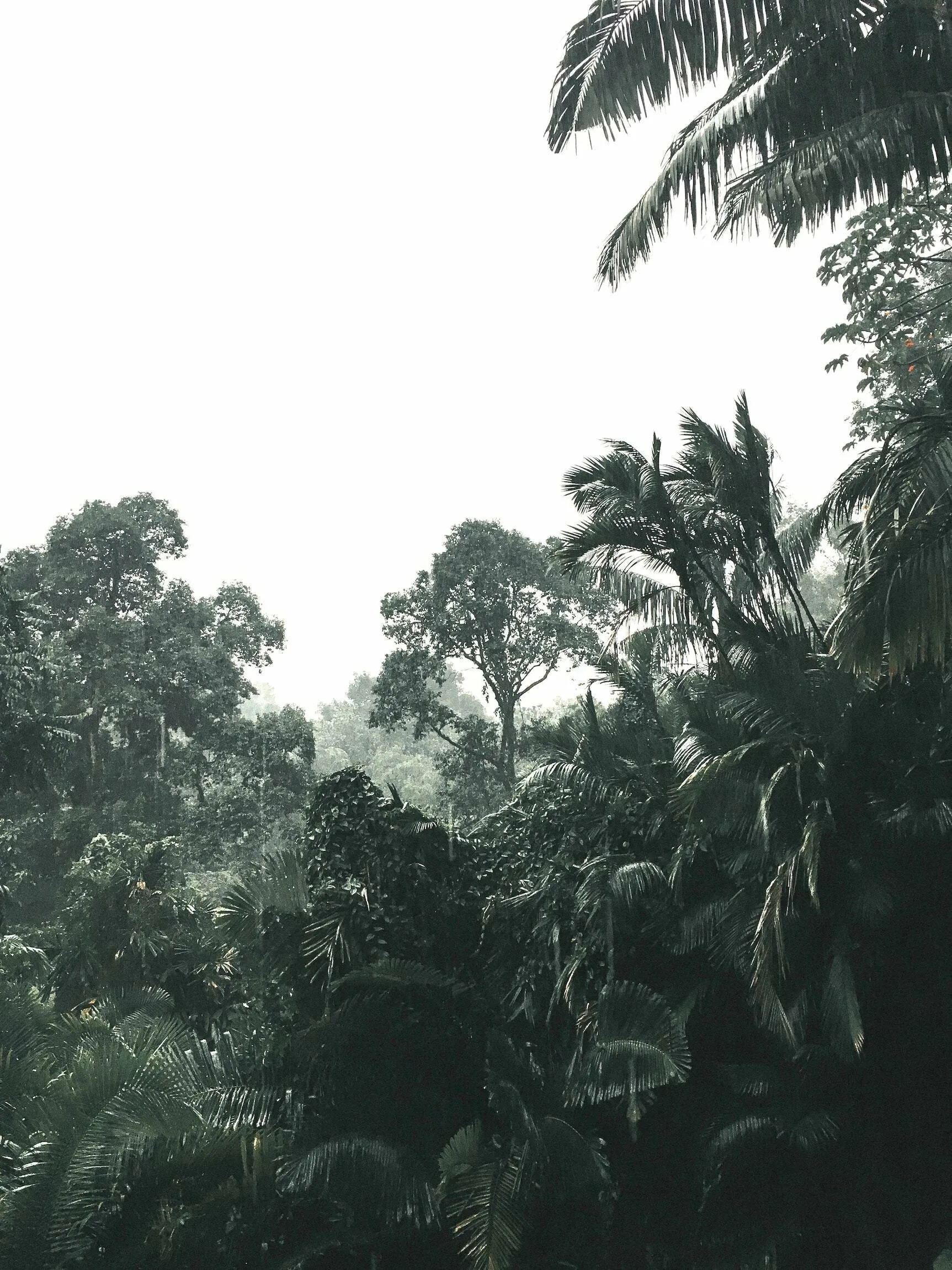 Misty Tropical Forest with Tall Trees and Dense Greenery
