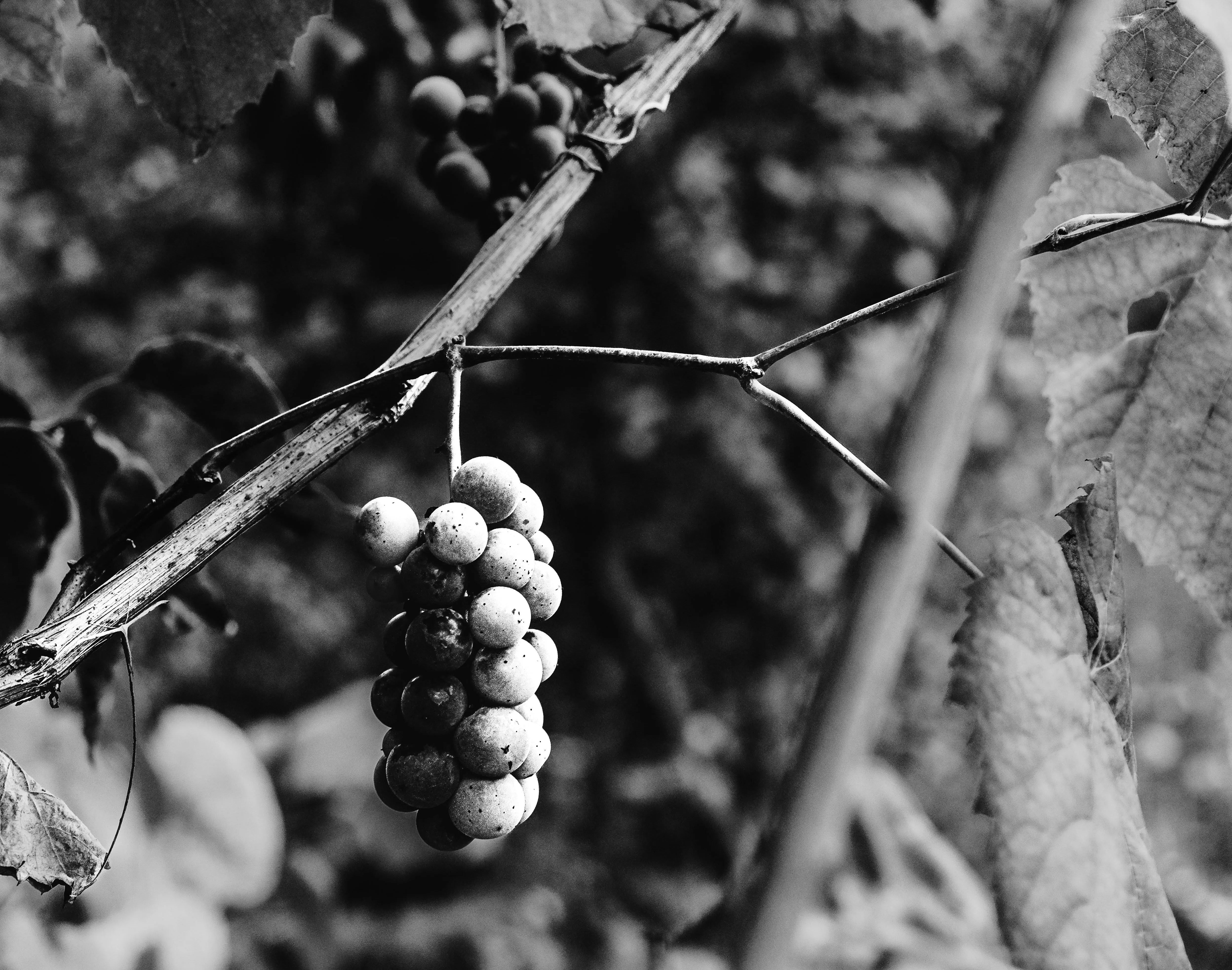 Monochrome branch with winter frost and tiny ice crystals
