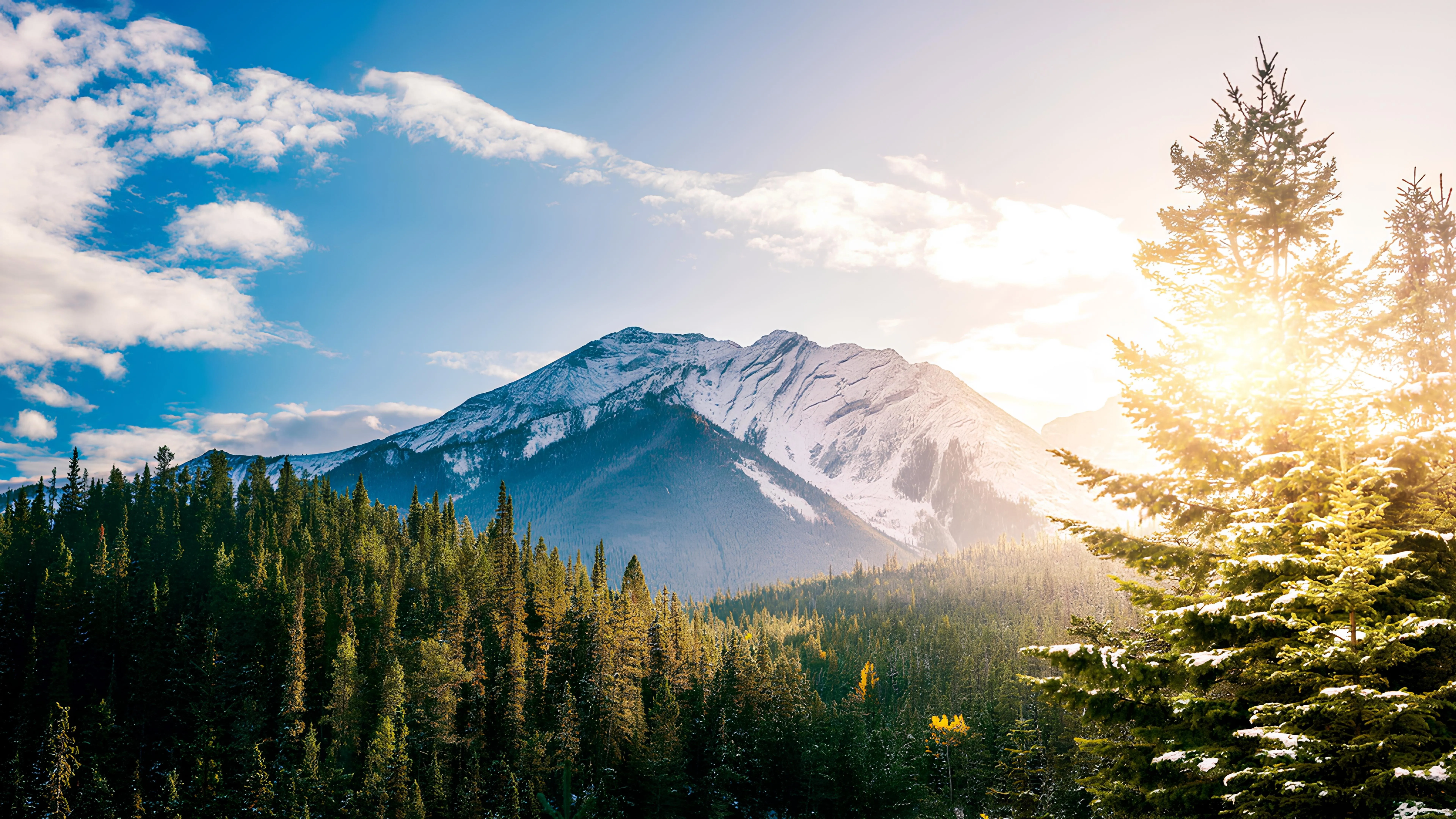 Morning sunlight beaming through mountain pine forest