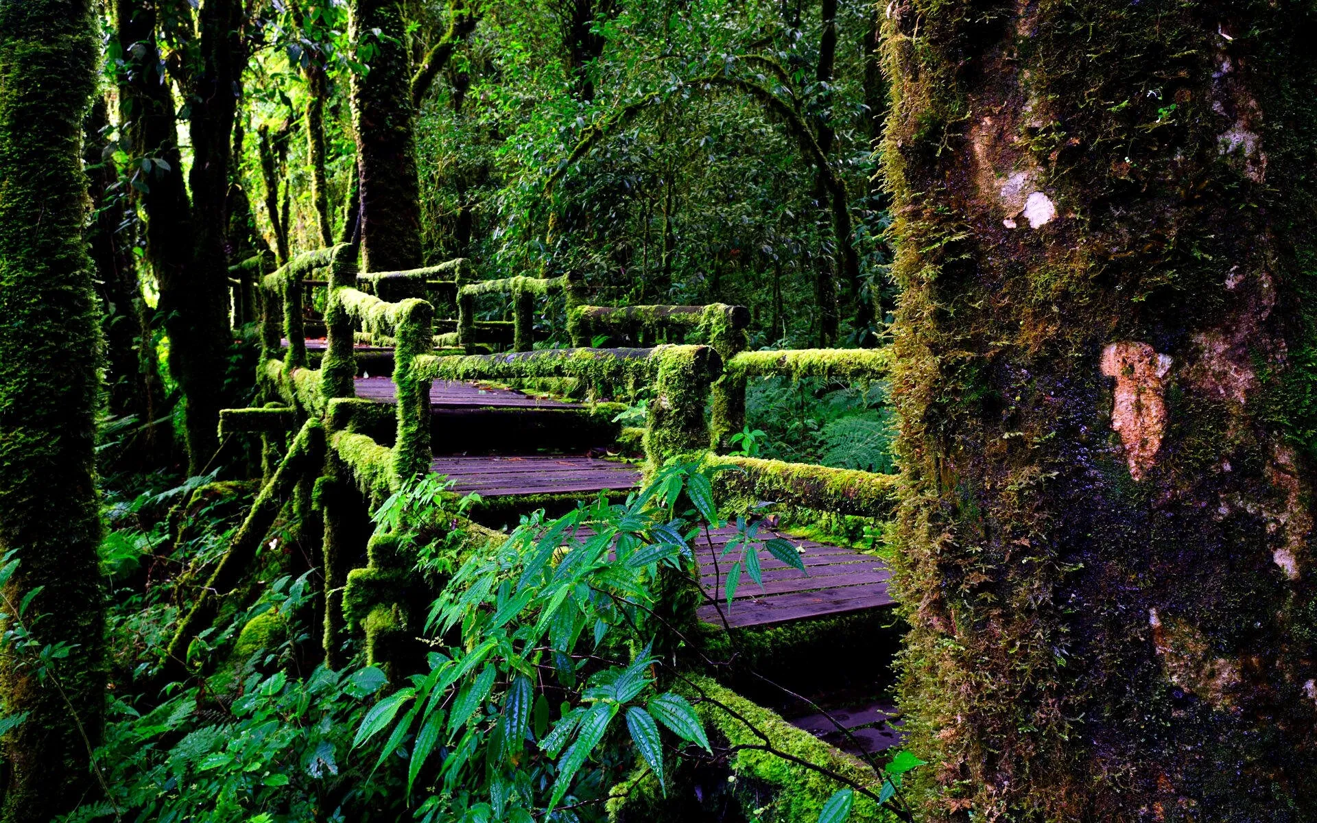 Moss Covered Wooden Bridge in a Magical Green Forest