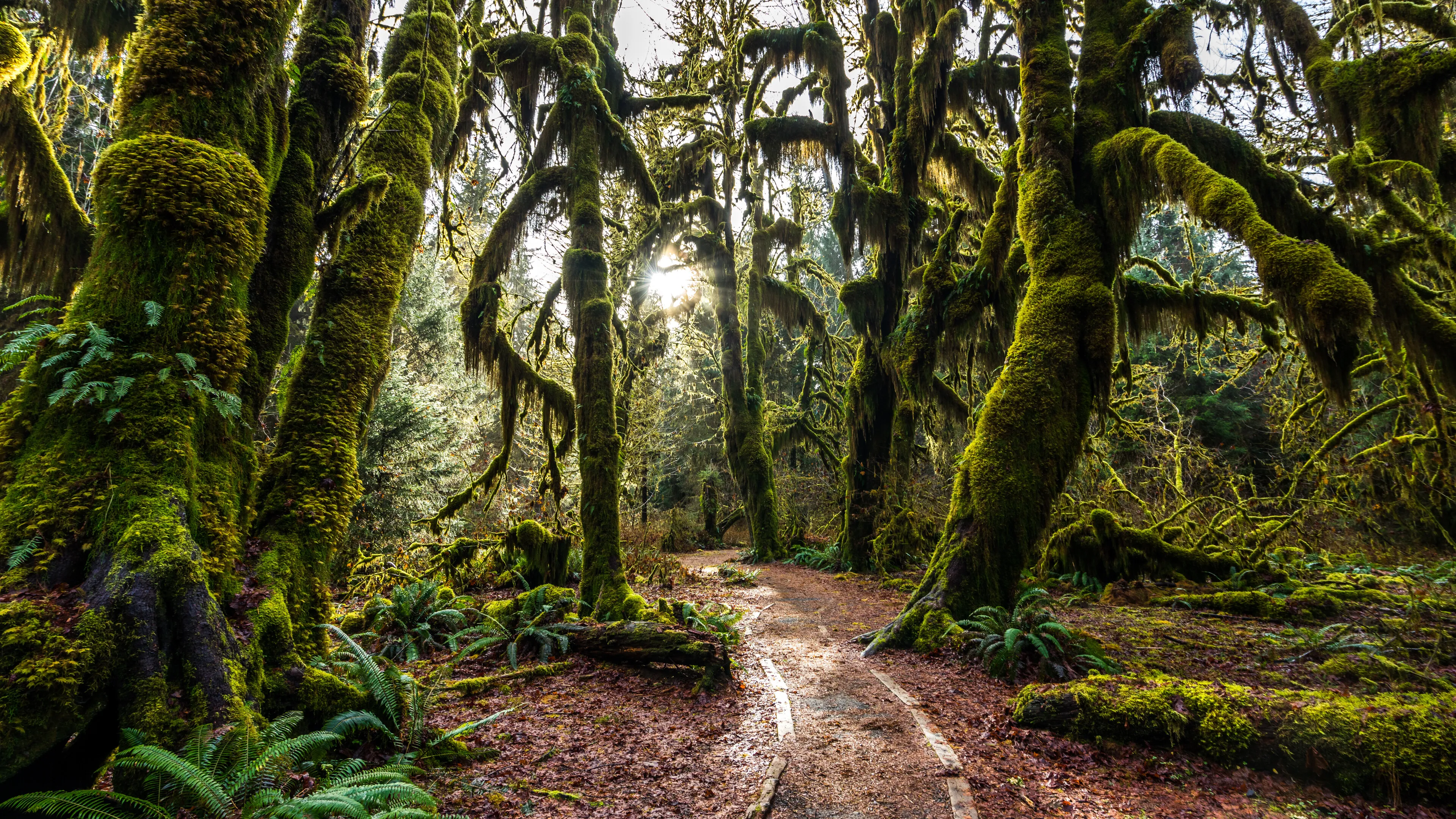 Mossy Forest Trail Under Ancient Twisted Green Trees