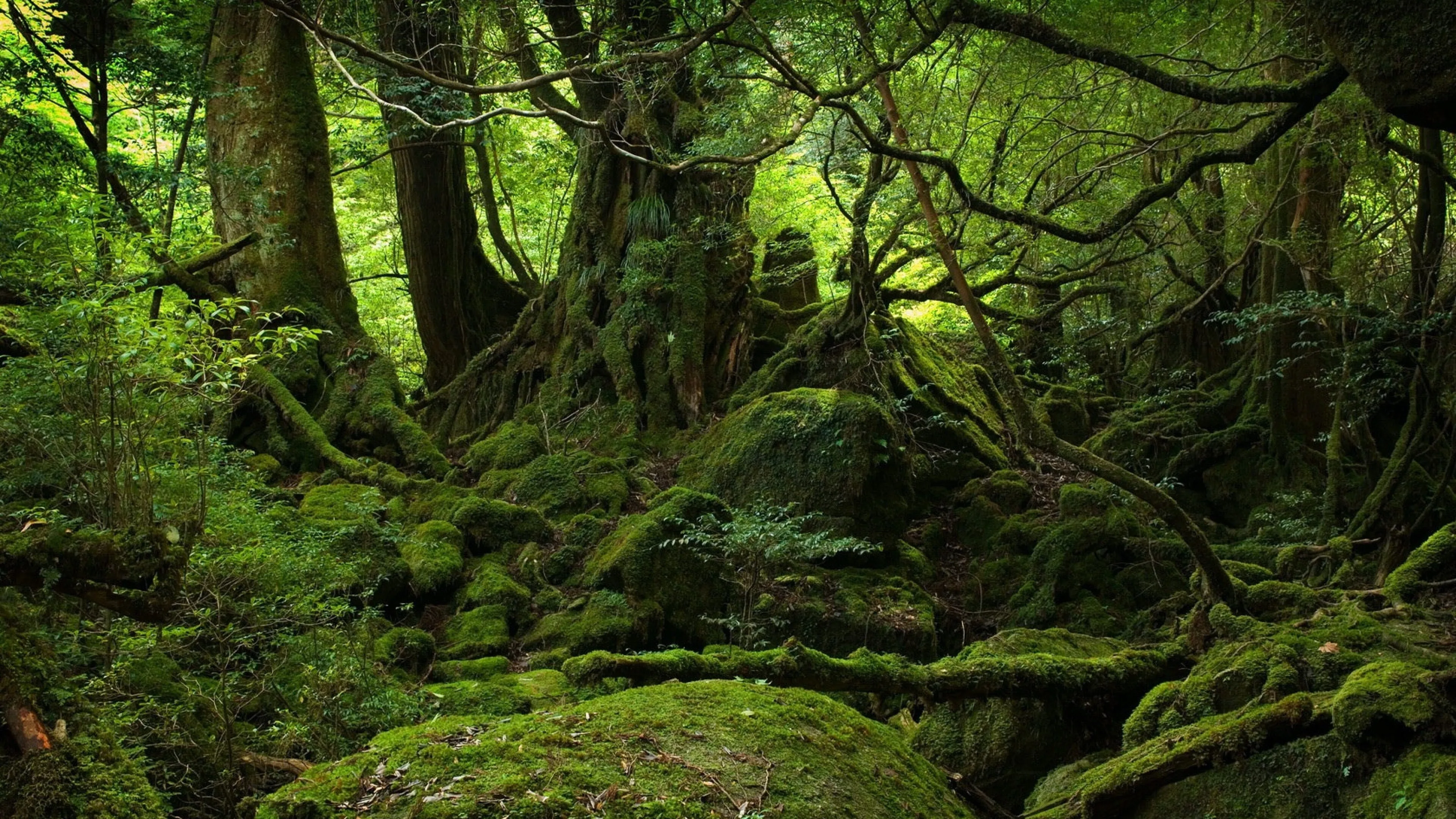Mossy Green Forest with Twisted Tree Roots and Branches