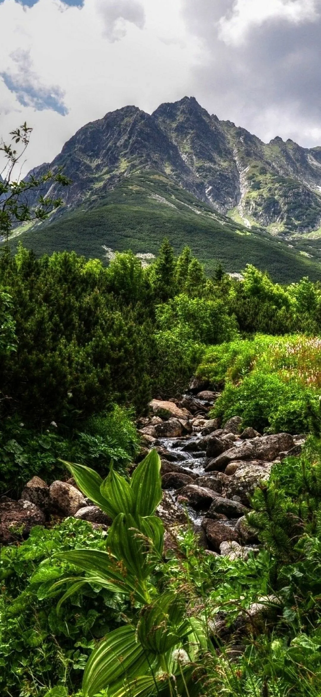 Mountain Trail with Rocky Terrain and Dense Forest Greenery