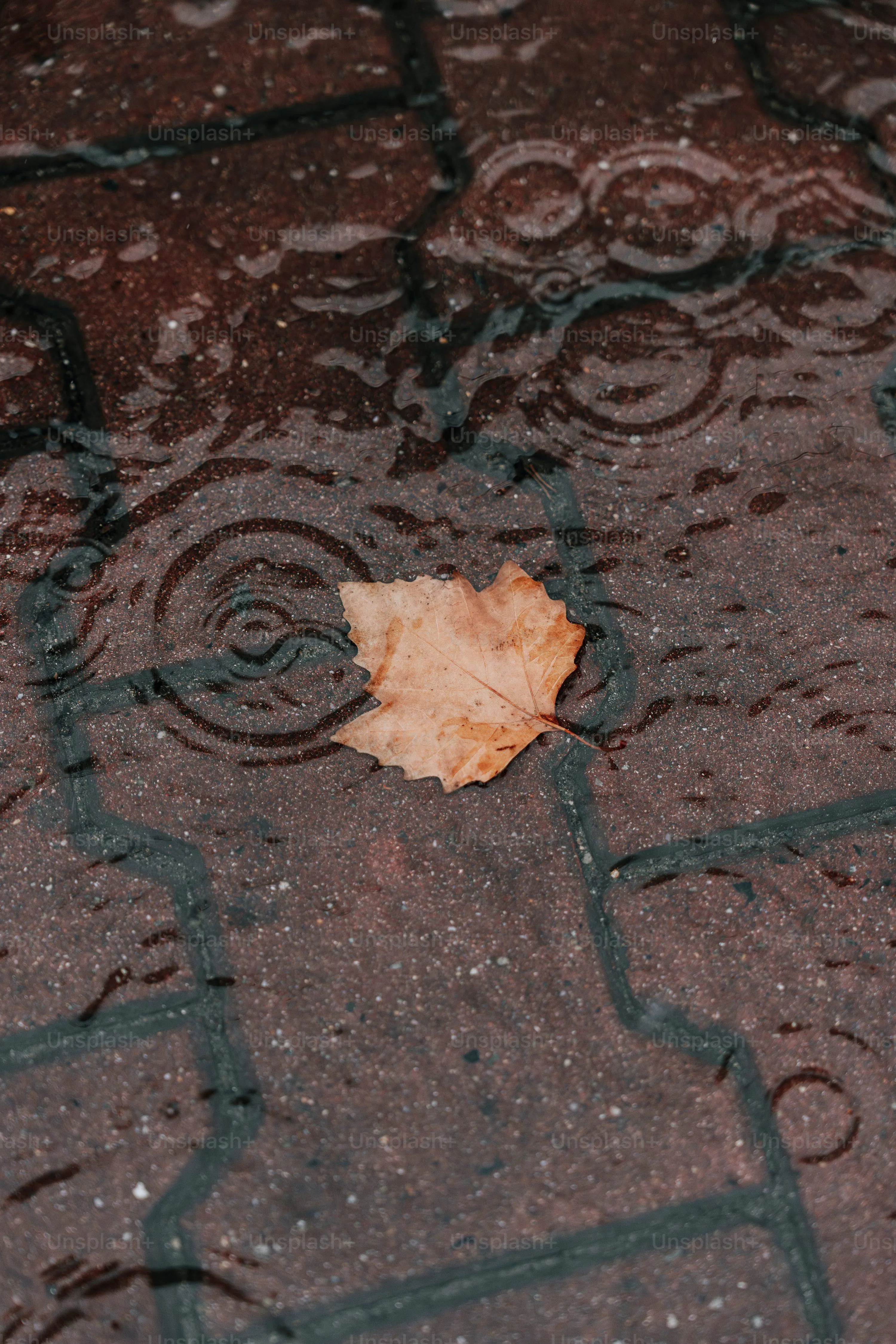Muddy Puddle on Pavement After Strong Rain Shower
