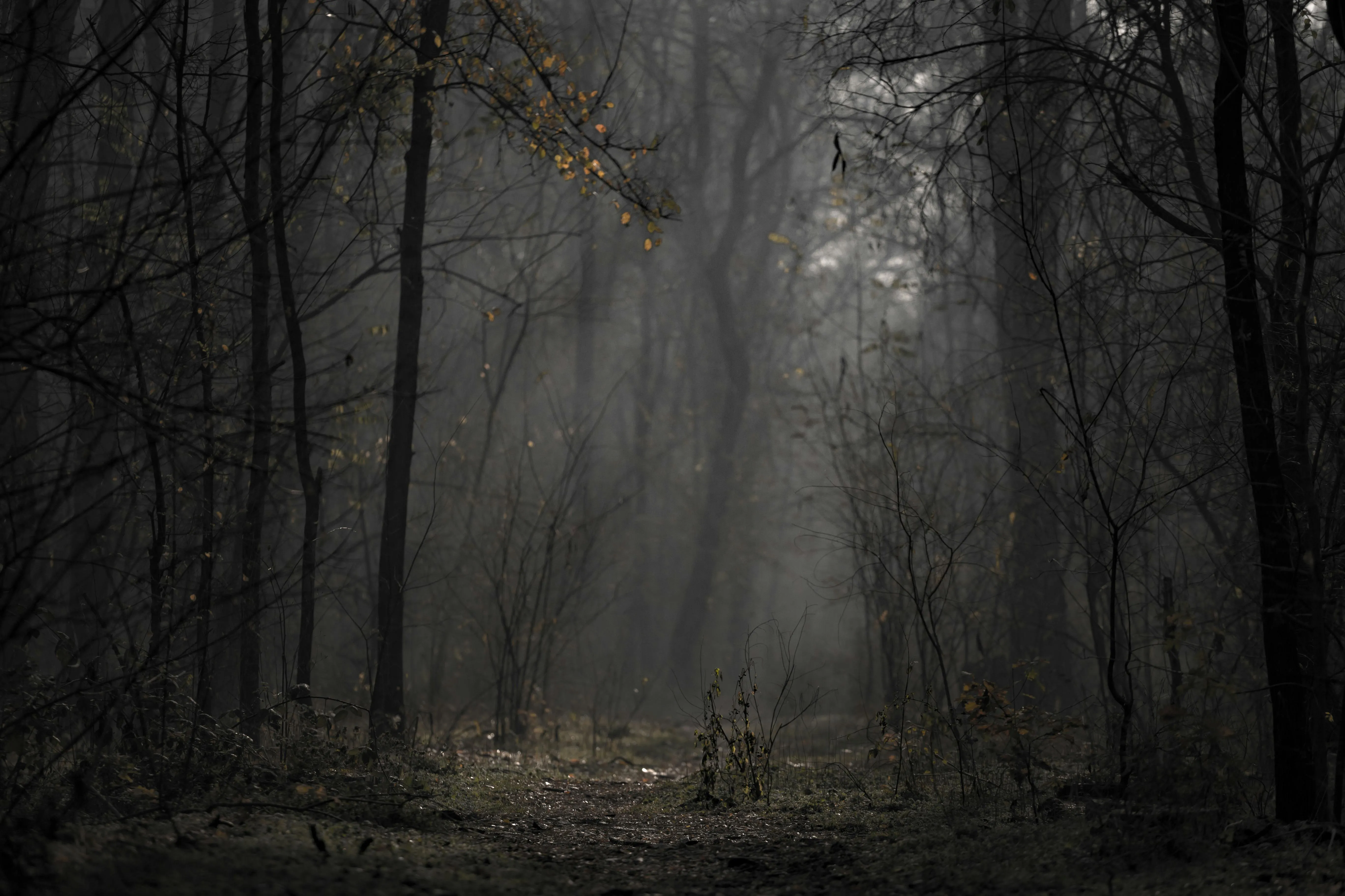 Mysterious Dark Forest with Light Rays Shining Through the Fog