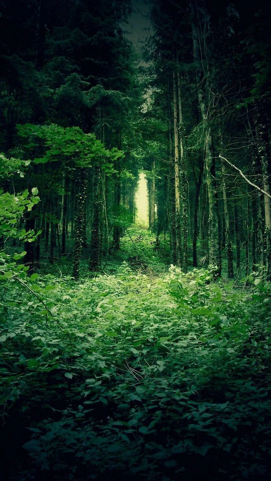 Mysterious Dark Forest Path Framed by Dense Green Foliage