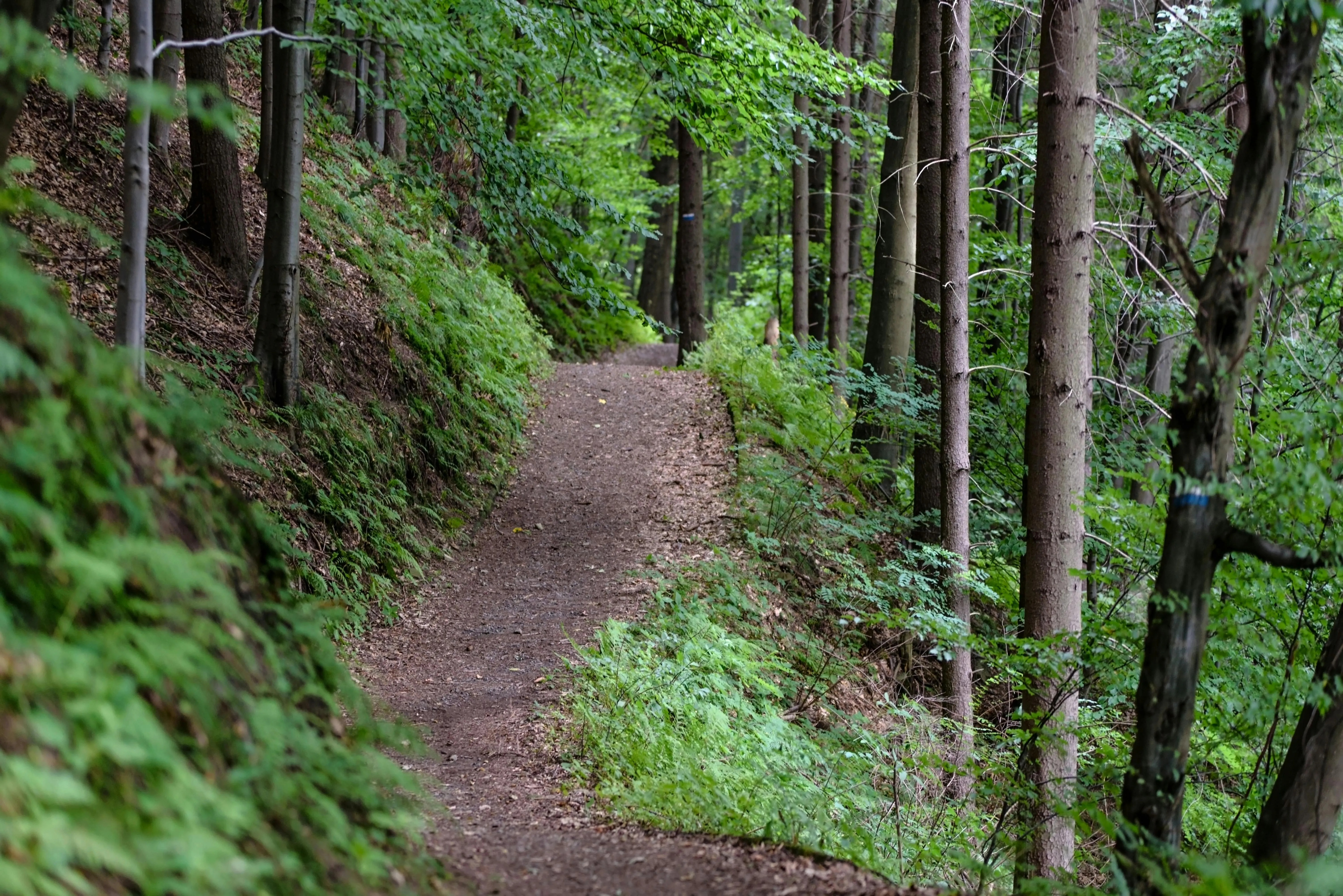 Narrow Trail Through a Peaceful Forest with Green Trees