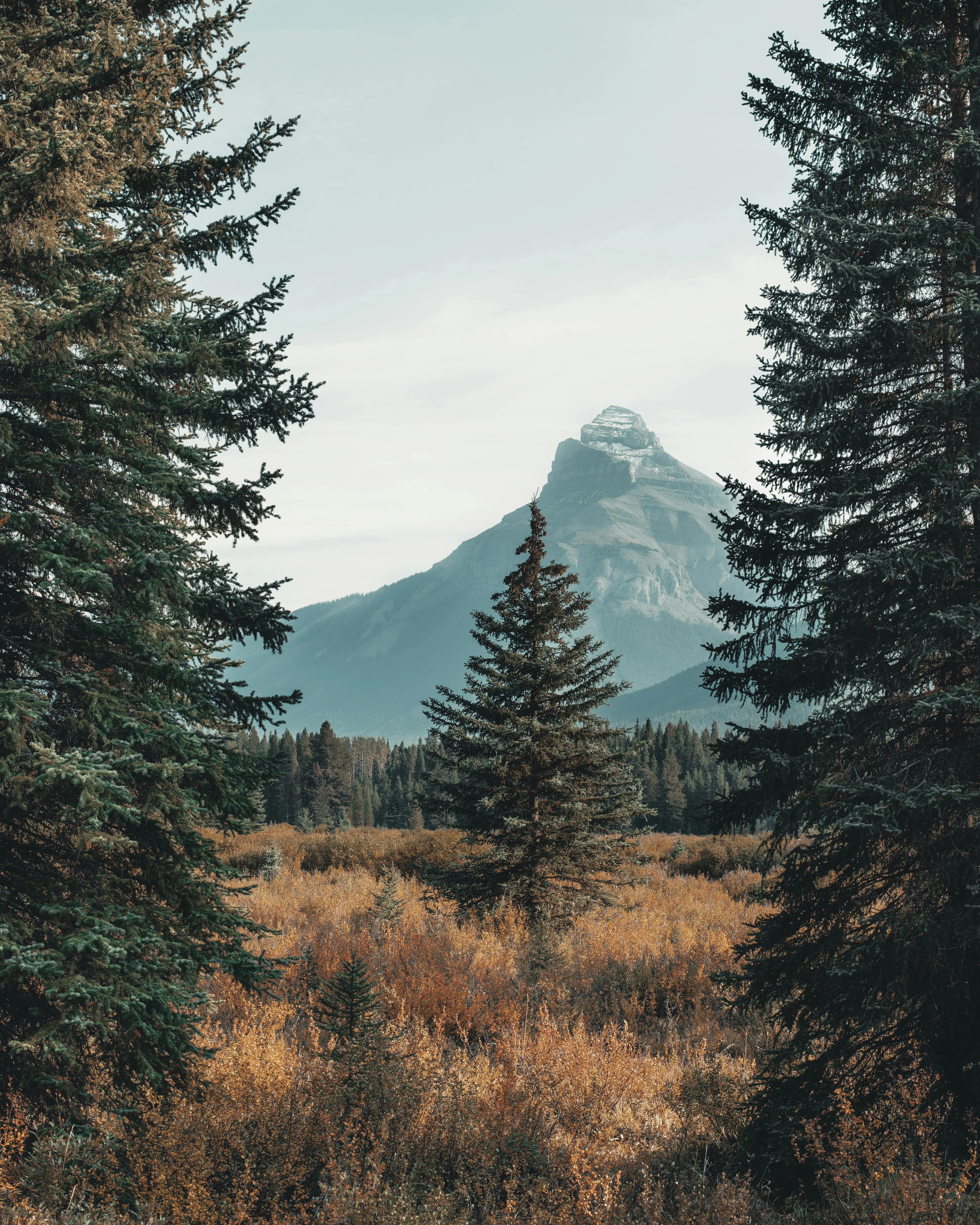 Open Forest Clearing with a Mountain Peak in the Distant Sky