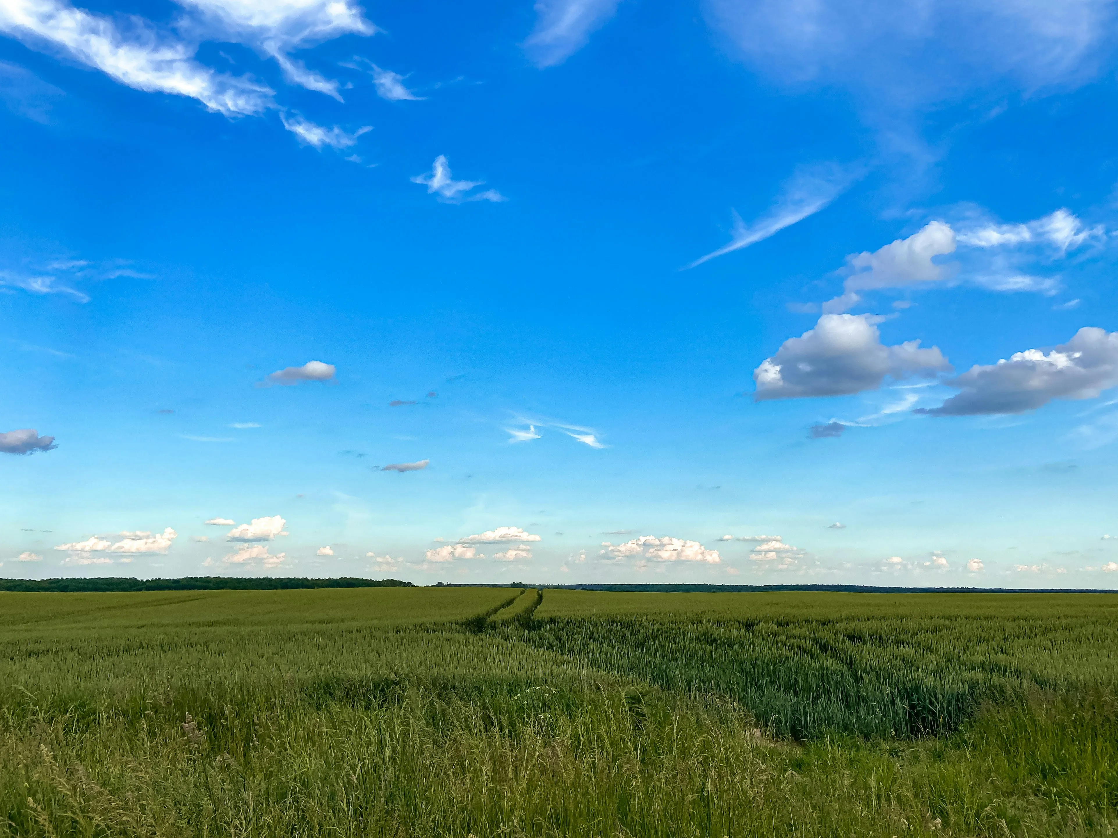 Open Green Field Beneath a Bright and Cloudy Blue Sky
