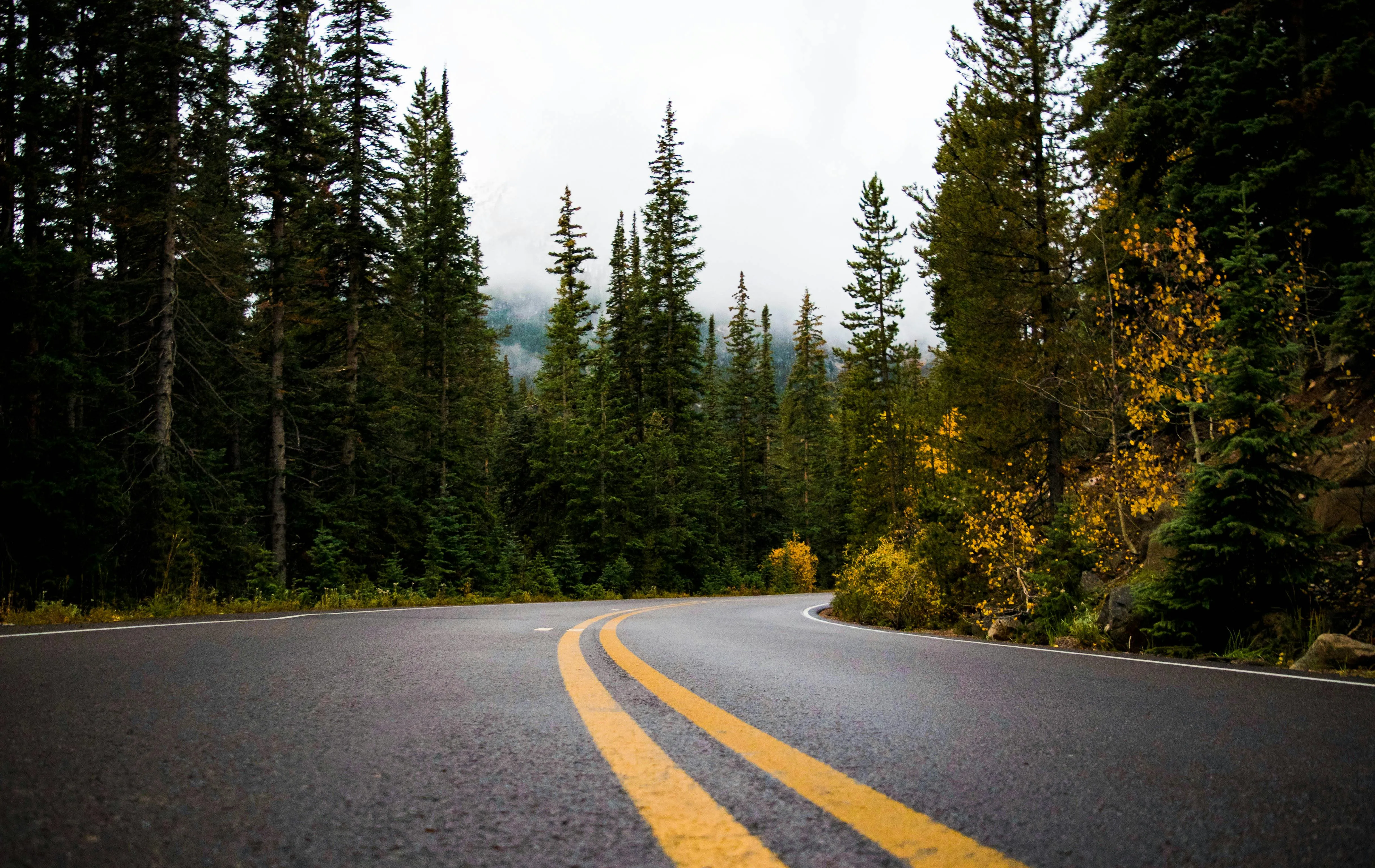 Open Road Cutting Through Tall Pine Trees Free Wallpaper