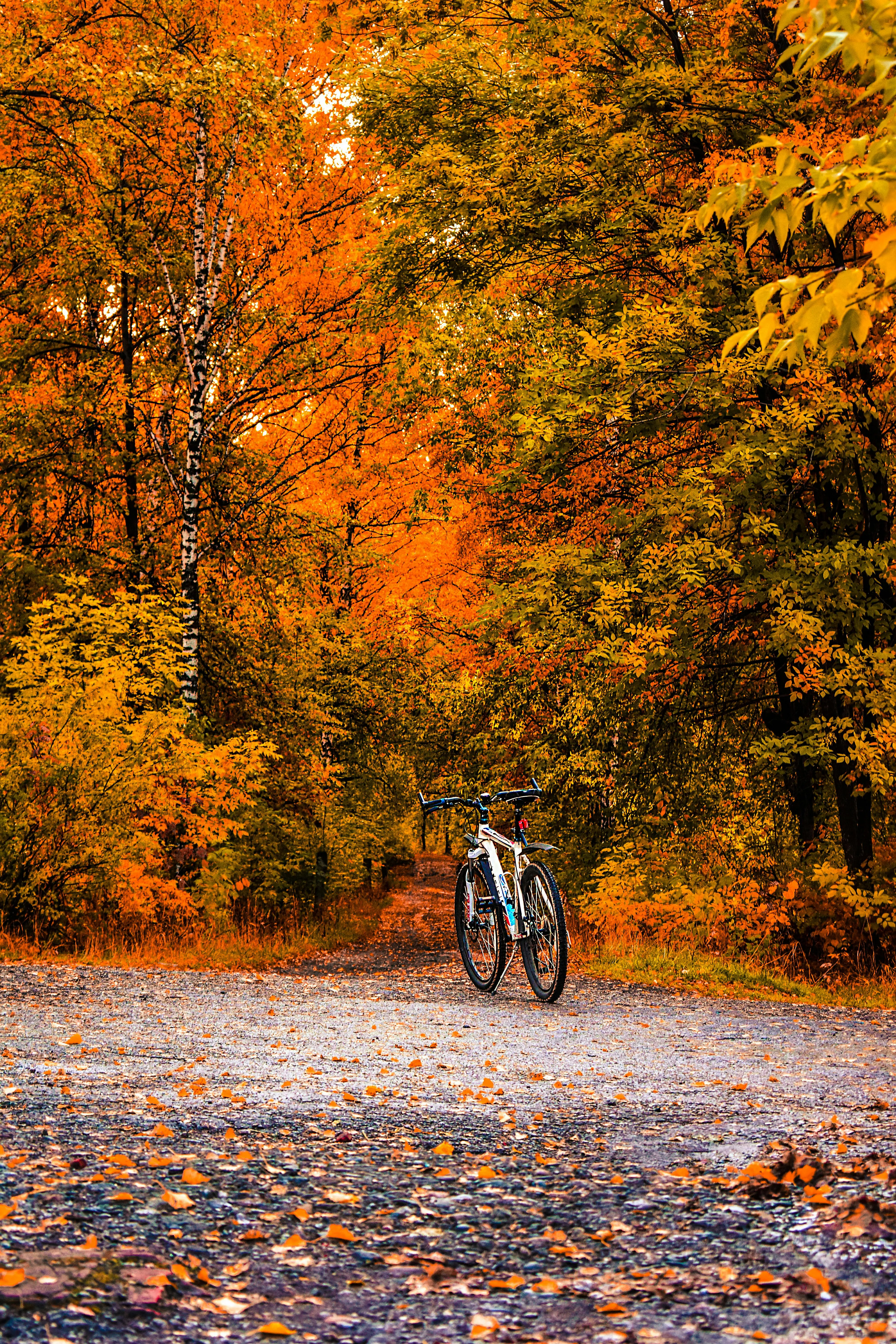 Orange Autumn Forest Path with a Bicycle and Fallen Leaves