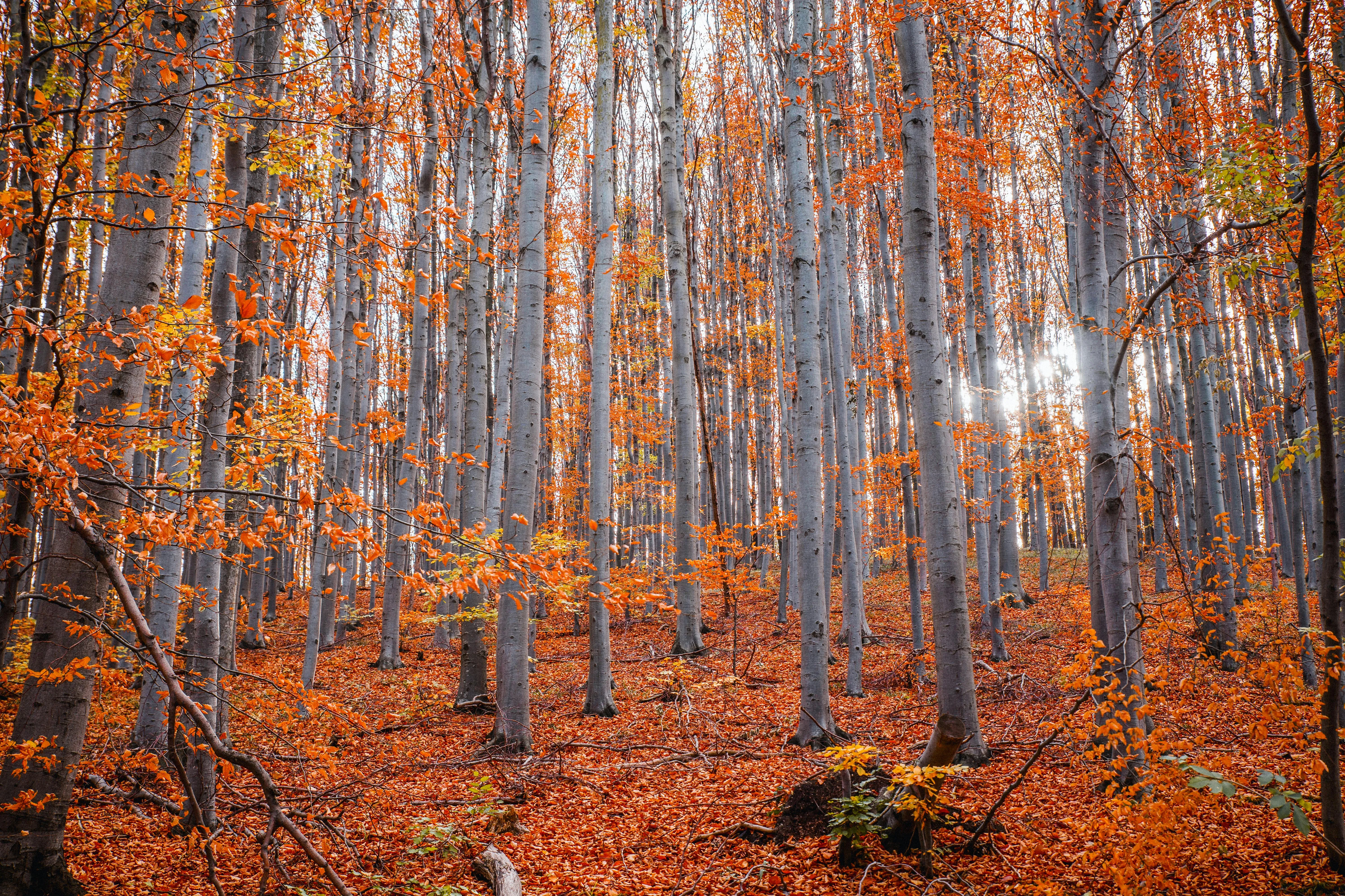 Orange Fall Forest with Tall Straight Tree Trunks Wallpaper