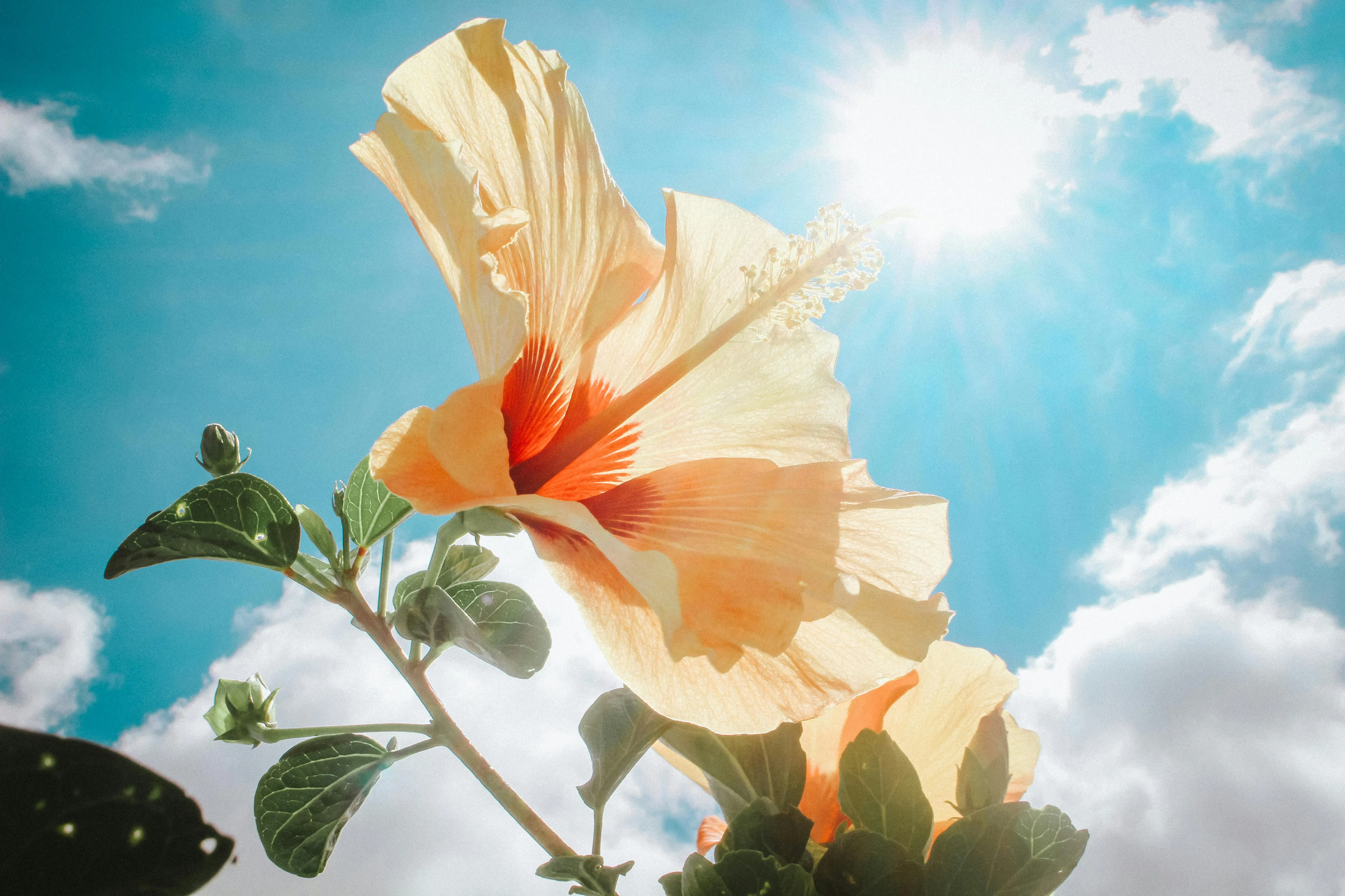 Orange Hibiscus Flower Blooming with Bright Sky Background