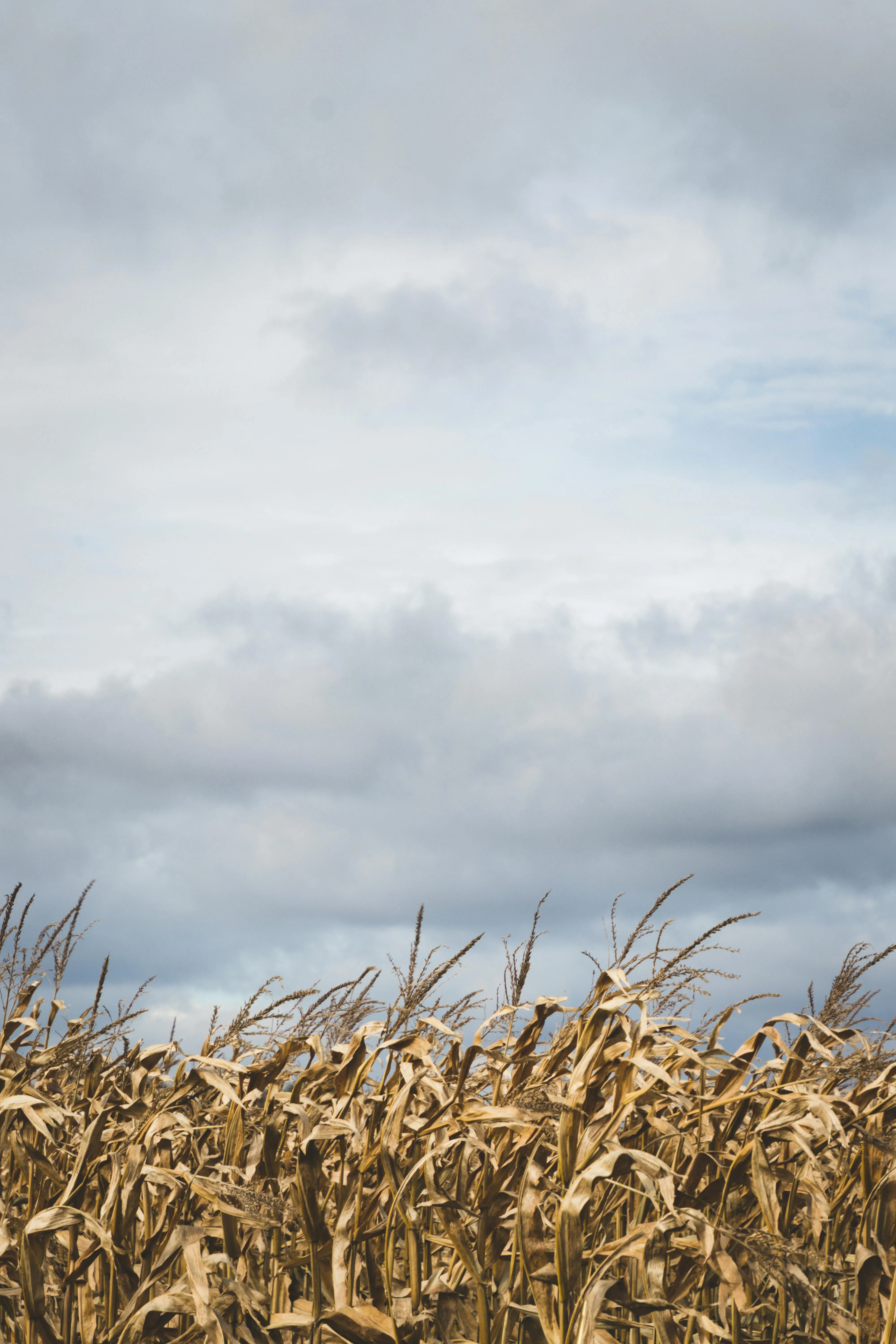 Overcast Sky Above Field of Tall Dried Grasses Image